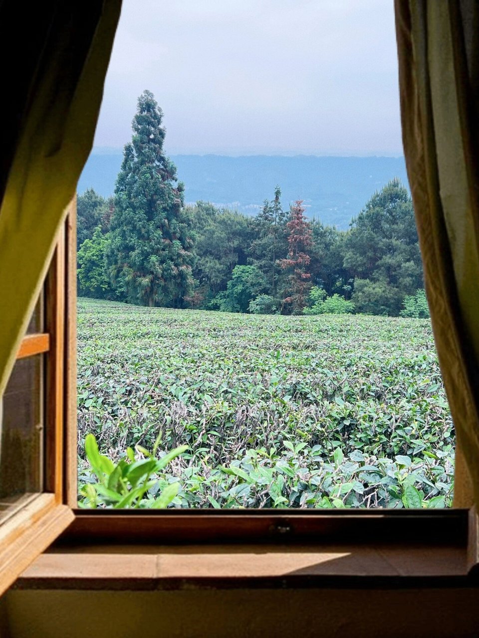 定心茶园 地址92:重庆巴南区定心茶园 	 交通08:貌似只能自驾