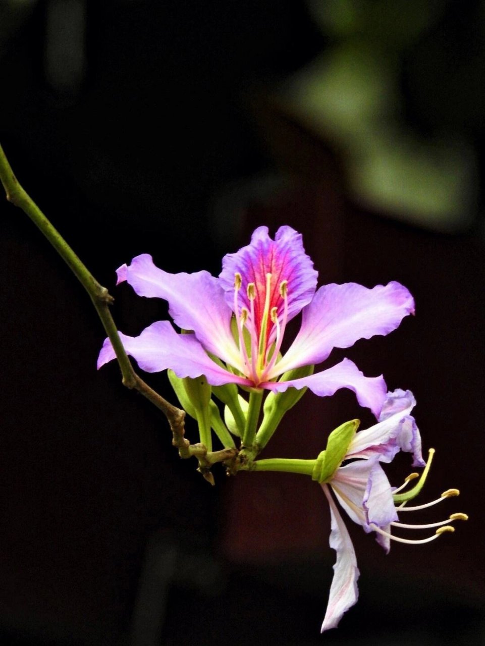 no39:红花羊蹄甲(紫荆花) 96作为中国香港的市花