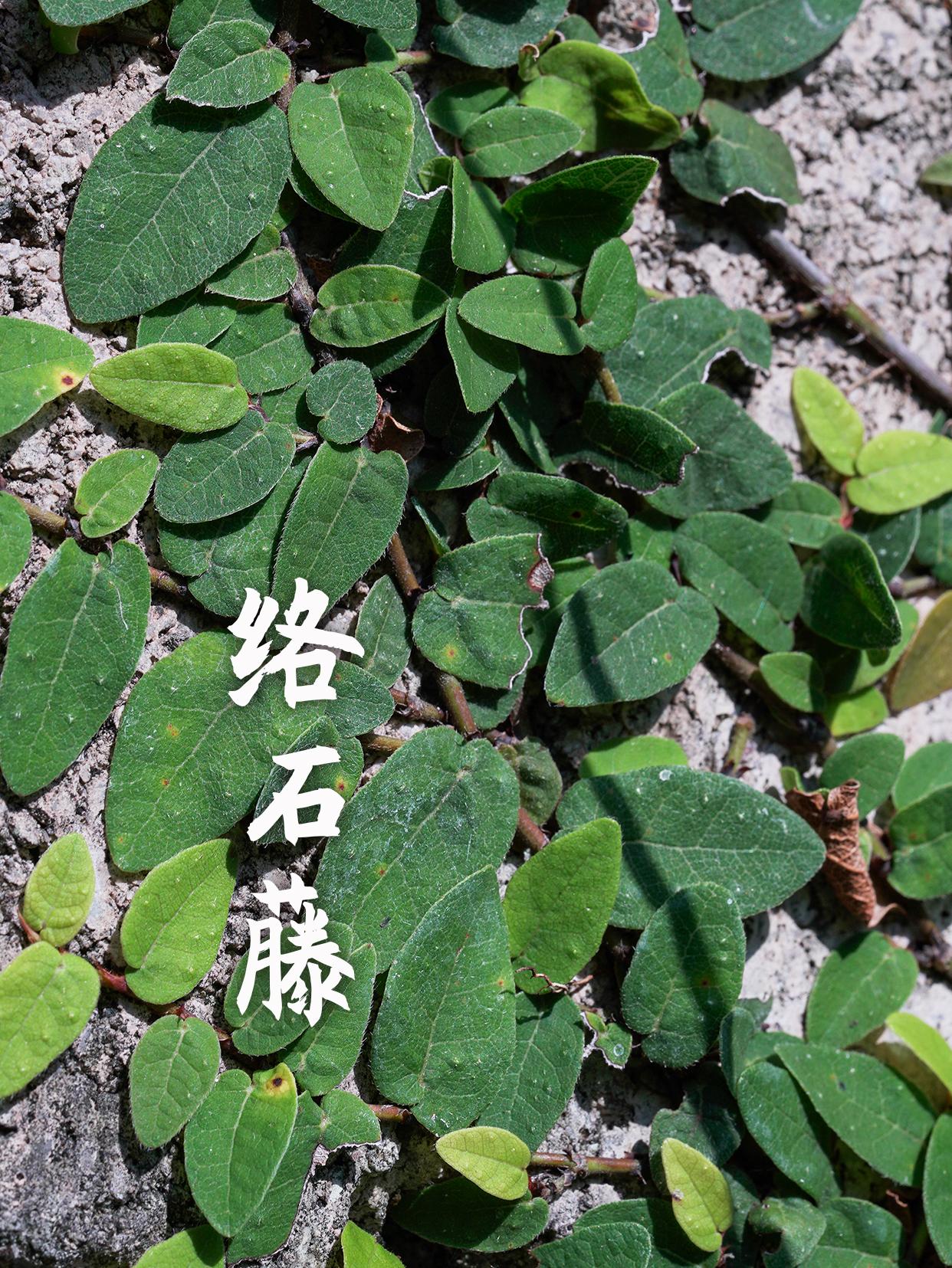 爬地牛奶藤草药图片图片