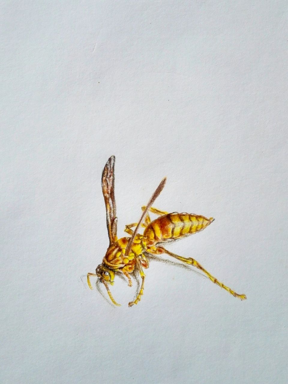 92 彩铅工具:辉柏嘉彩铅.