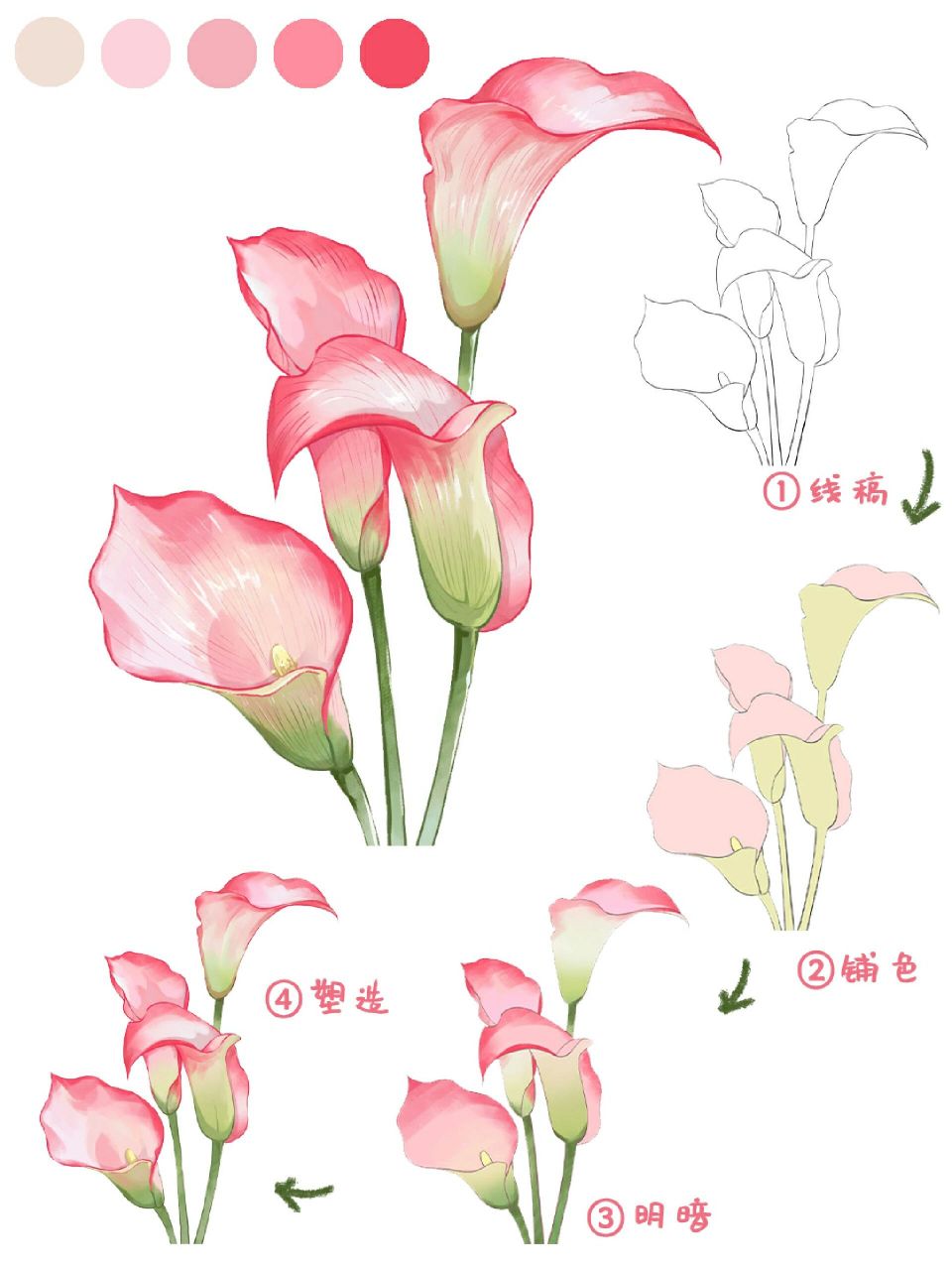 马蹄莲画法‖小物件插画教程 今天画花花~马蹄莲 	 工具0015:pro