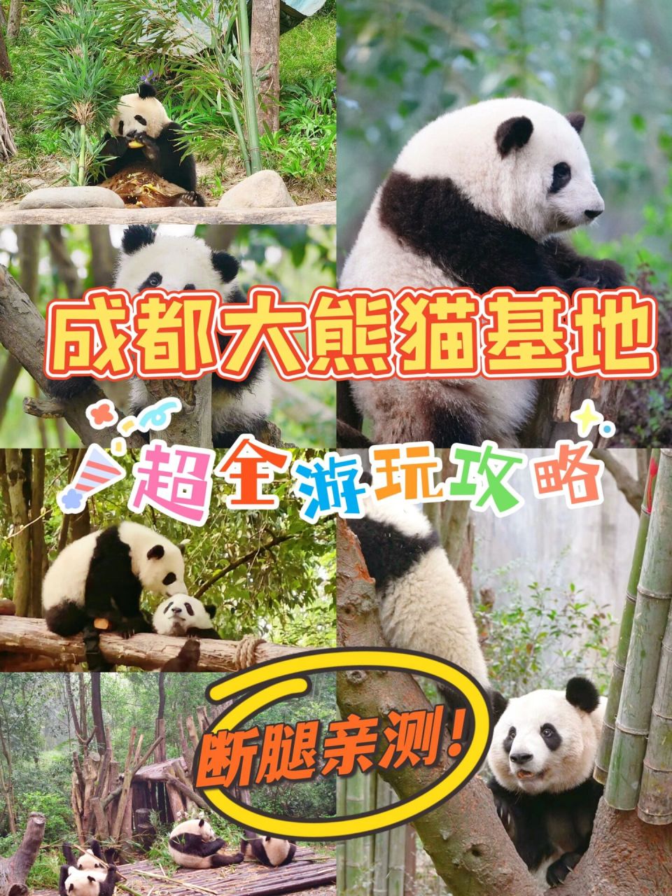 成都大熊猫基地94超全游览攻略6015 五一断腿亲测,超实用熊猫