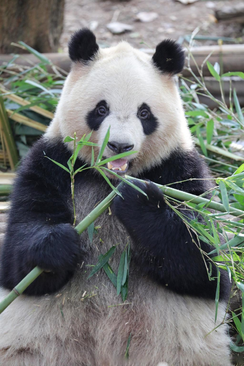 大熊猫奇一 国宝熊猫也有可爱的小揪揪