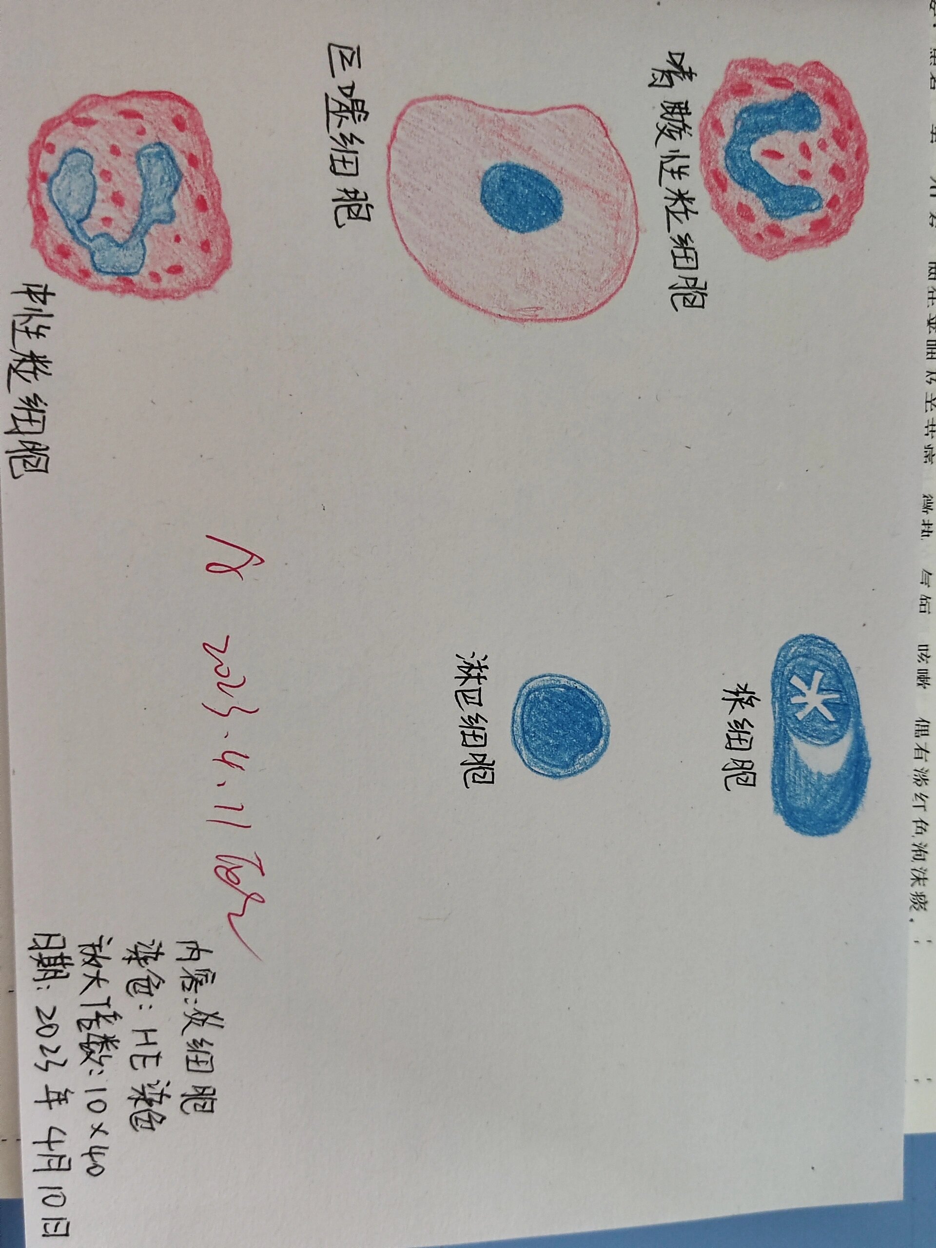 虫卵肉芽肿红蓝绘图图片