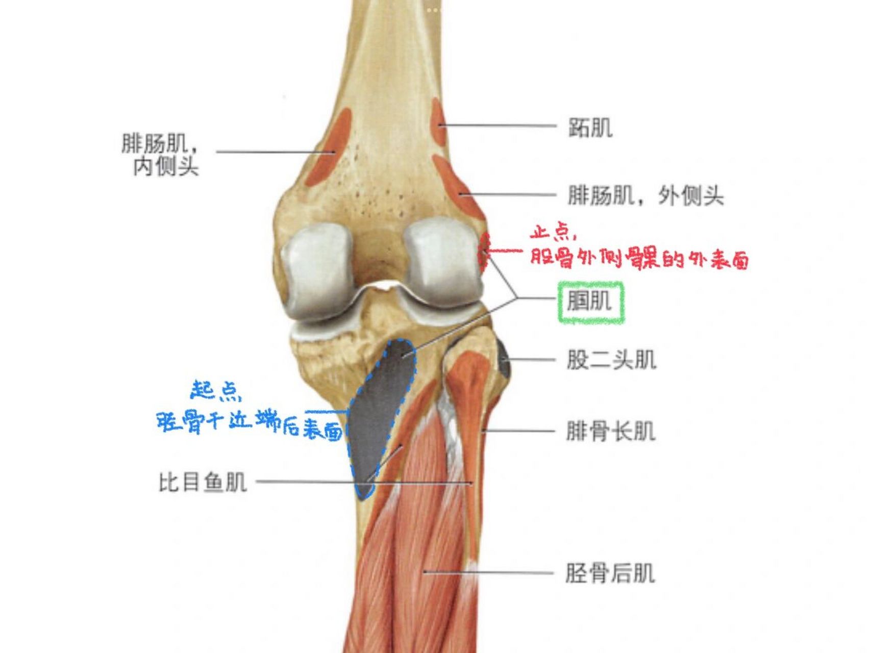 腘绳肌的位置图片