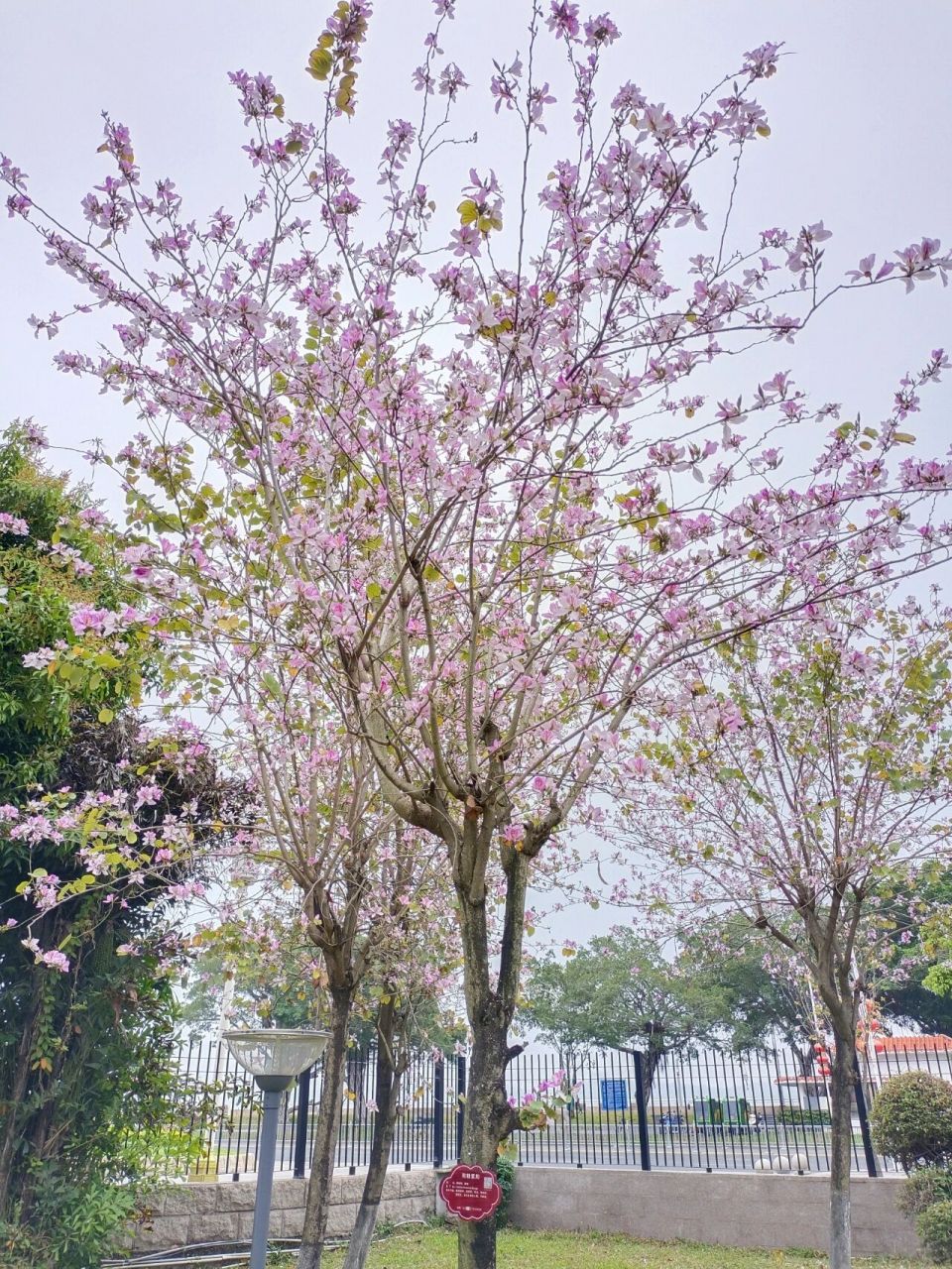 挑战拍够100种花(第9种)—紫荆花 别名:洋紫荆,红花紫荆,艳紫荆等