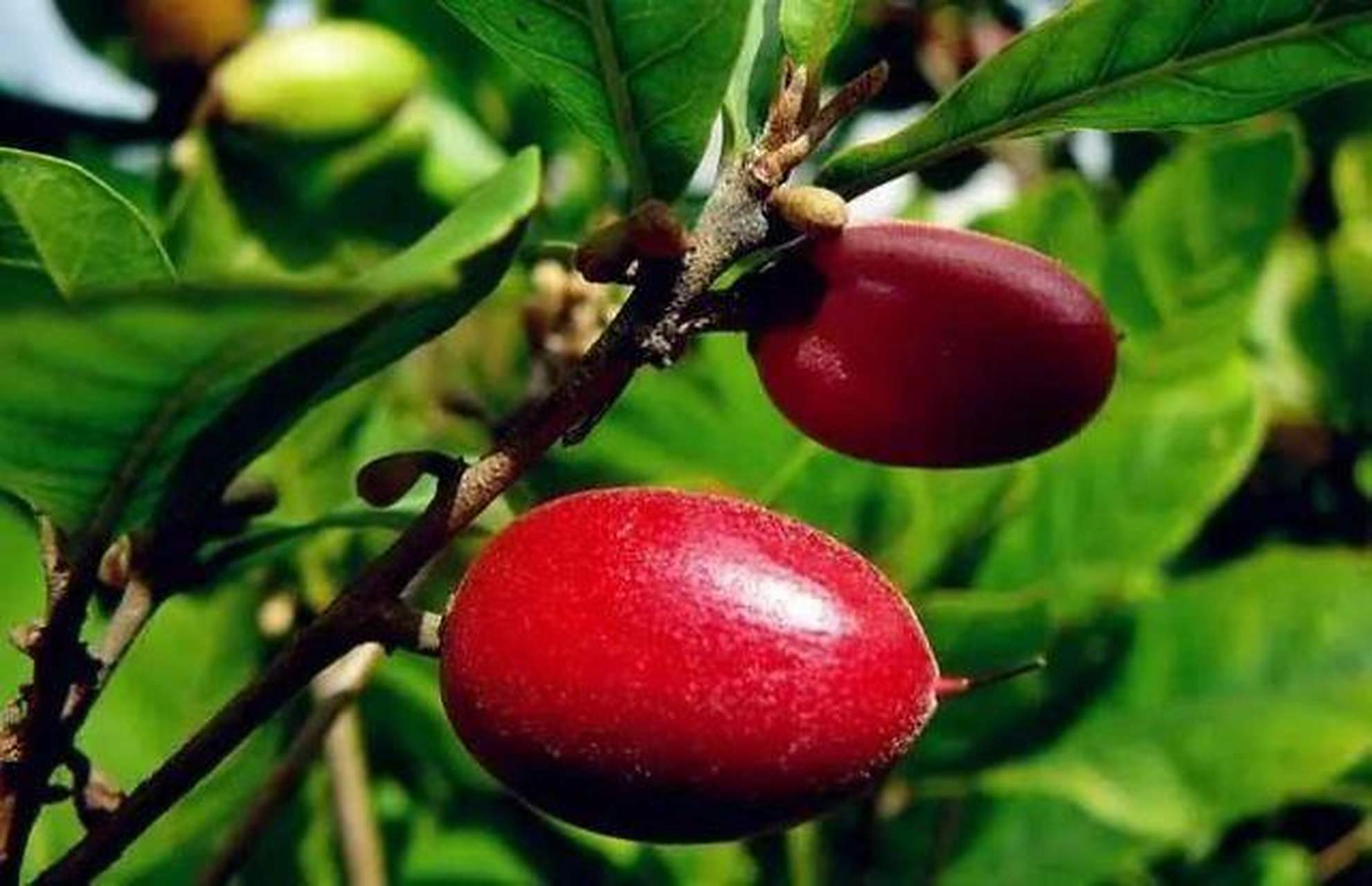 神秘果是常绿阔叶灌木,它的果实酸甜可口,吃后再吃其他的酸性食物, 如