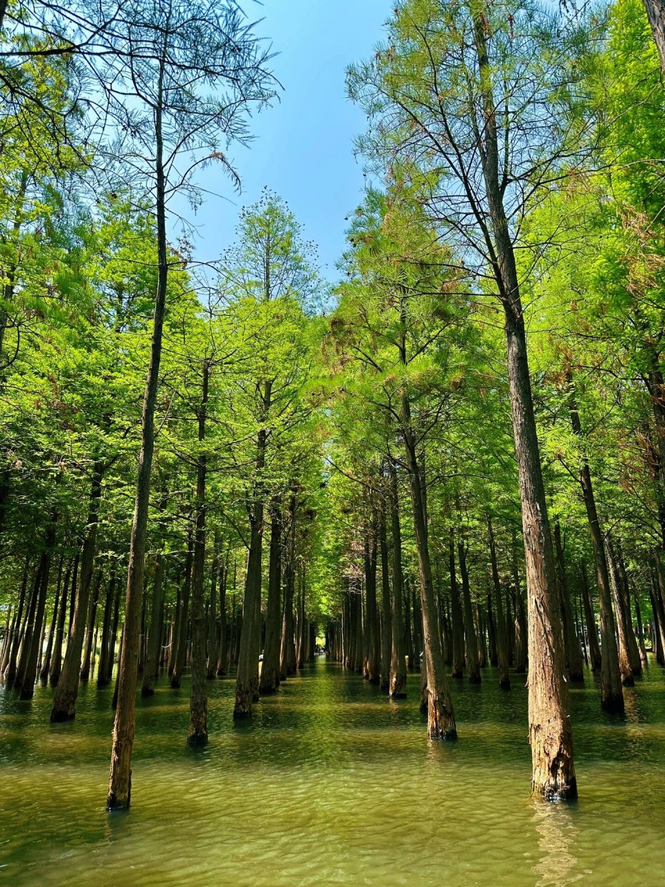 水上森林|昆明海洪主题公园 太喜欢海洪湿地公园了, 我觉得我可以在这