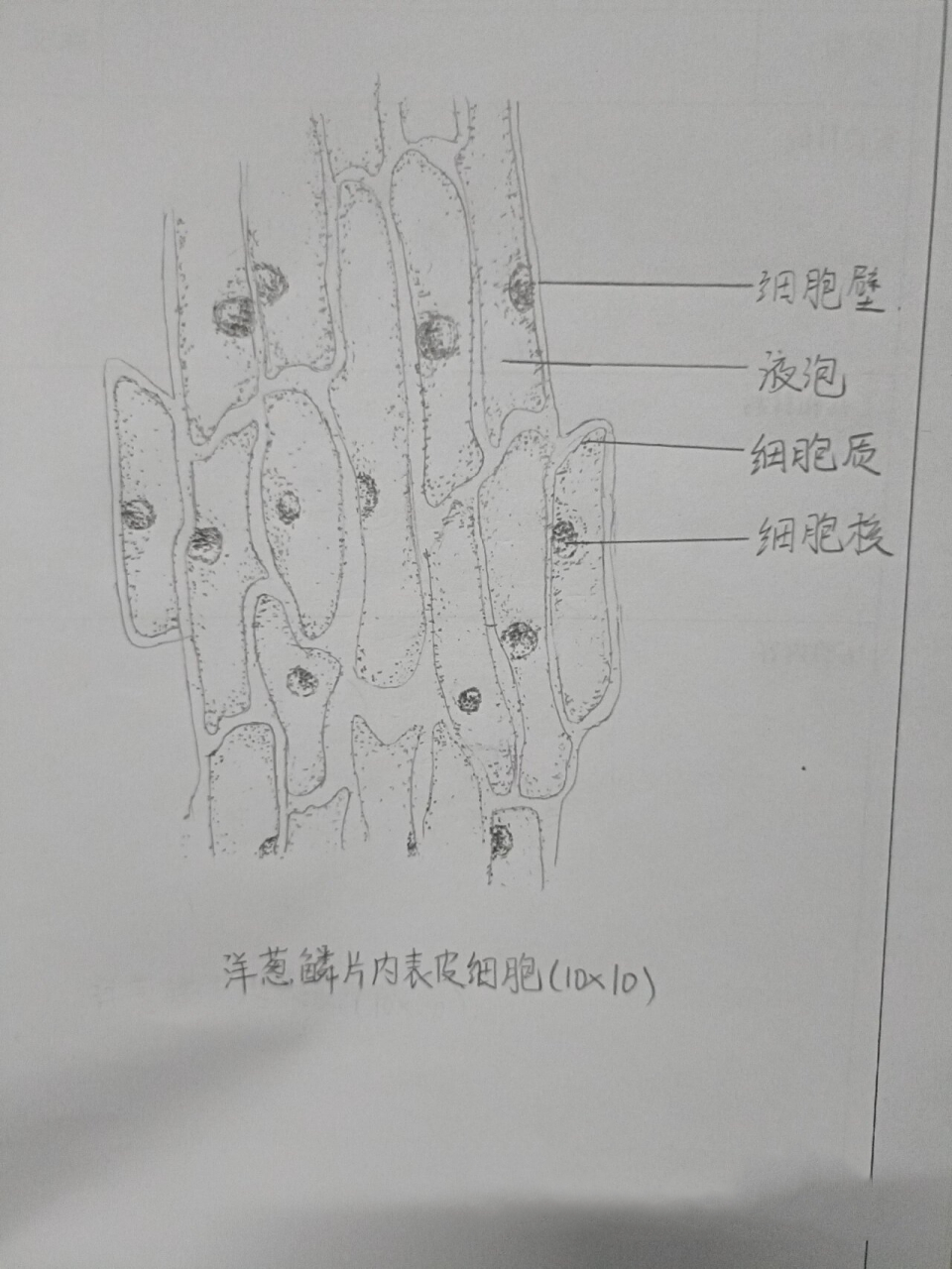 洋葱鳞片内表皮细胞手绘图