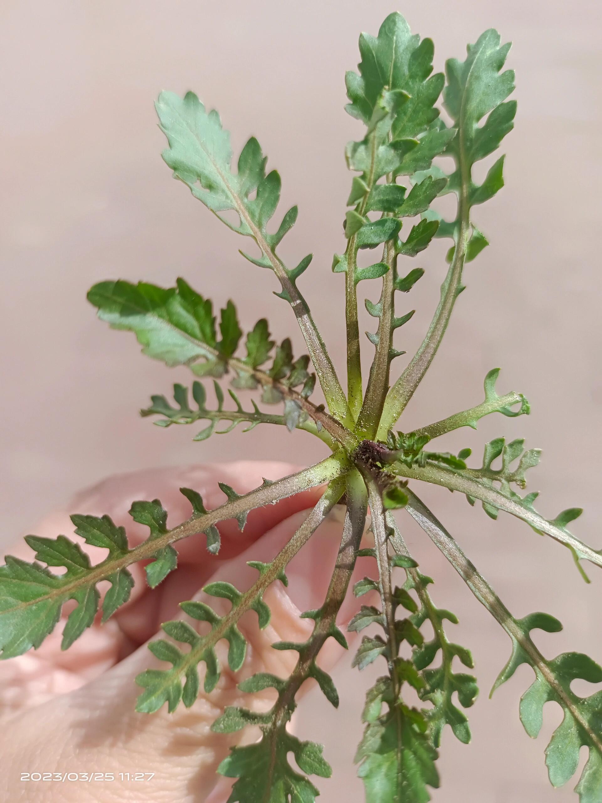 水荠菜黄花图片