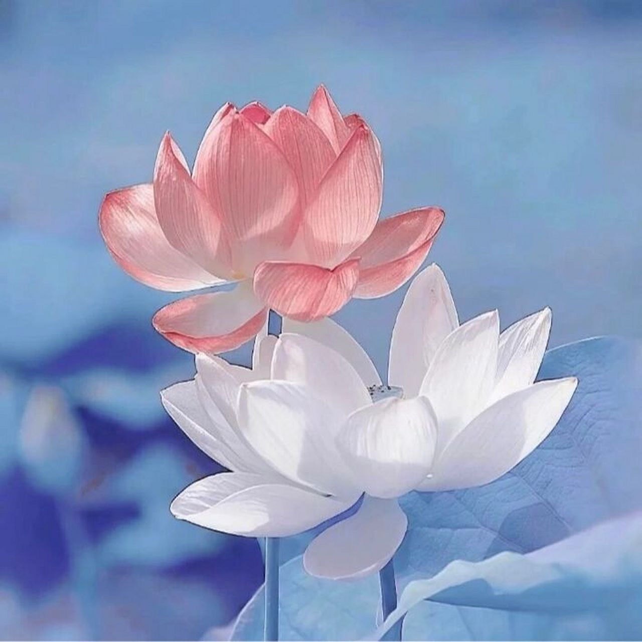 佛系头像 荷花的花语:"我永远只属于你,不用质疑我对你的爱,属于你的