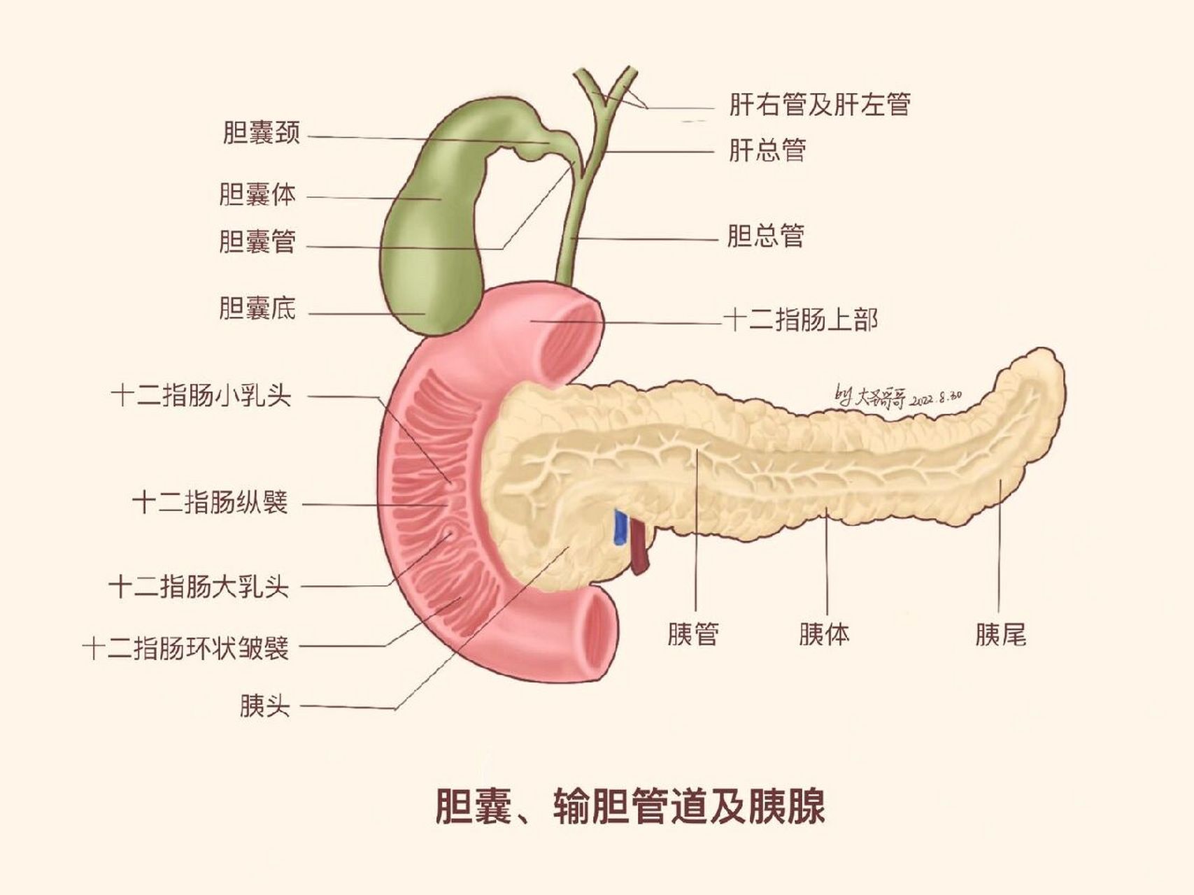 胆总管肝固有动脉图片