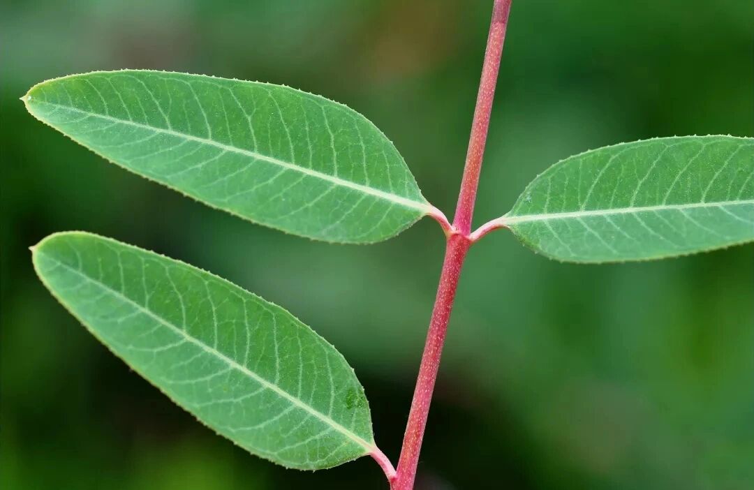 "罗布麻" 罗布麻又名红麻,茶叶花,野麻,女儿茶,泽漆麻等.