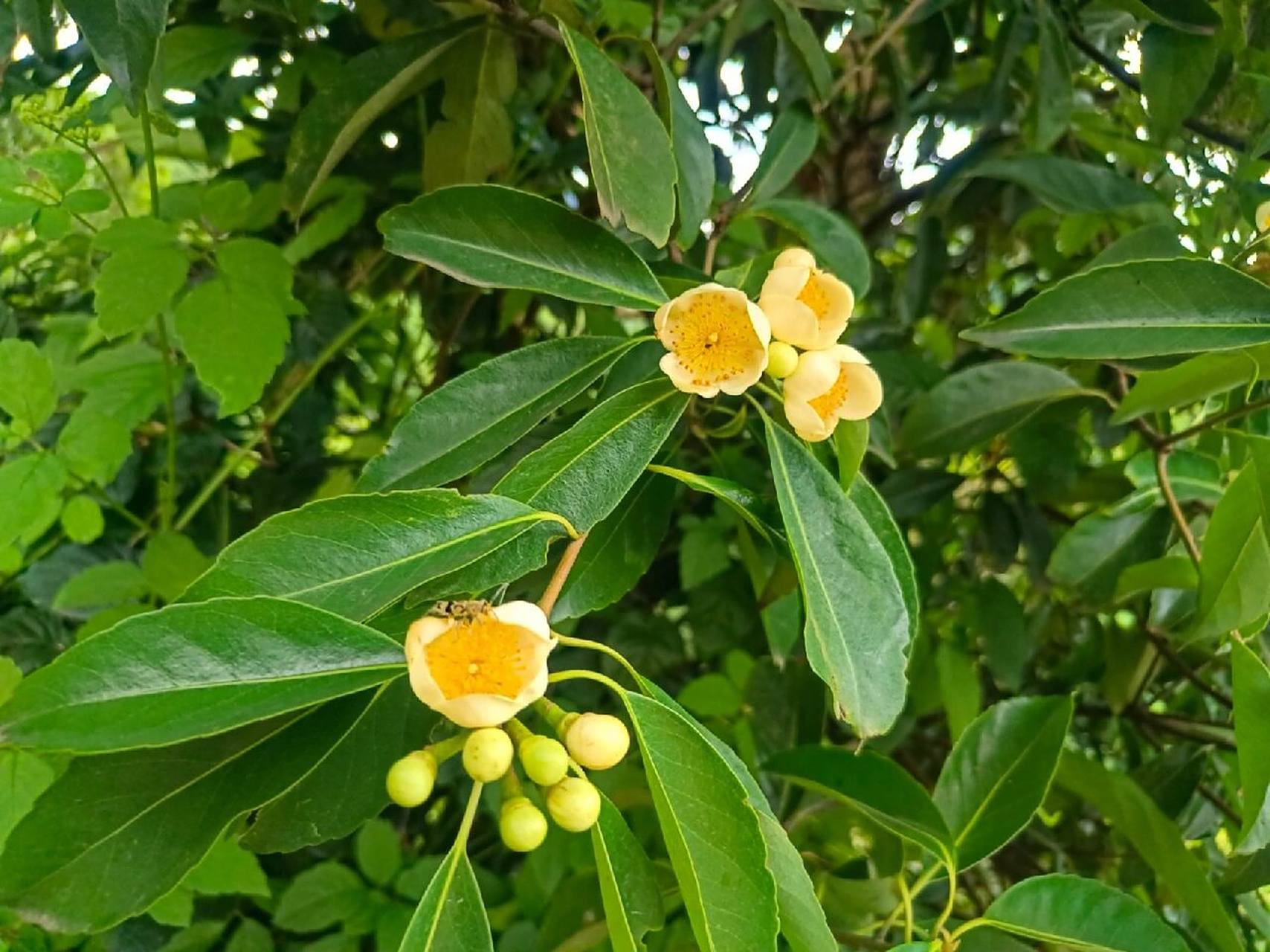 植物小科普～木荷 别名:荷木,木艾树,何树 科:山茶科 特征:常绿大乔木