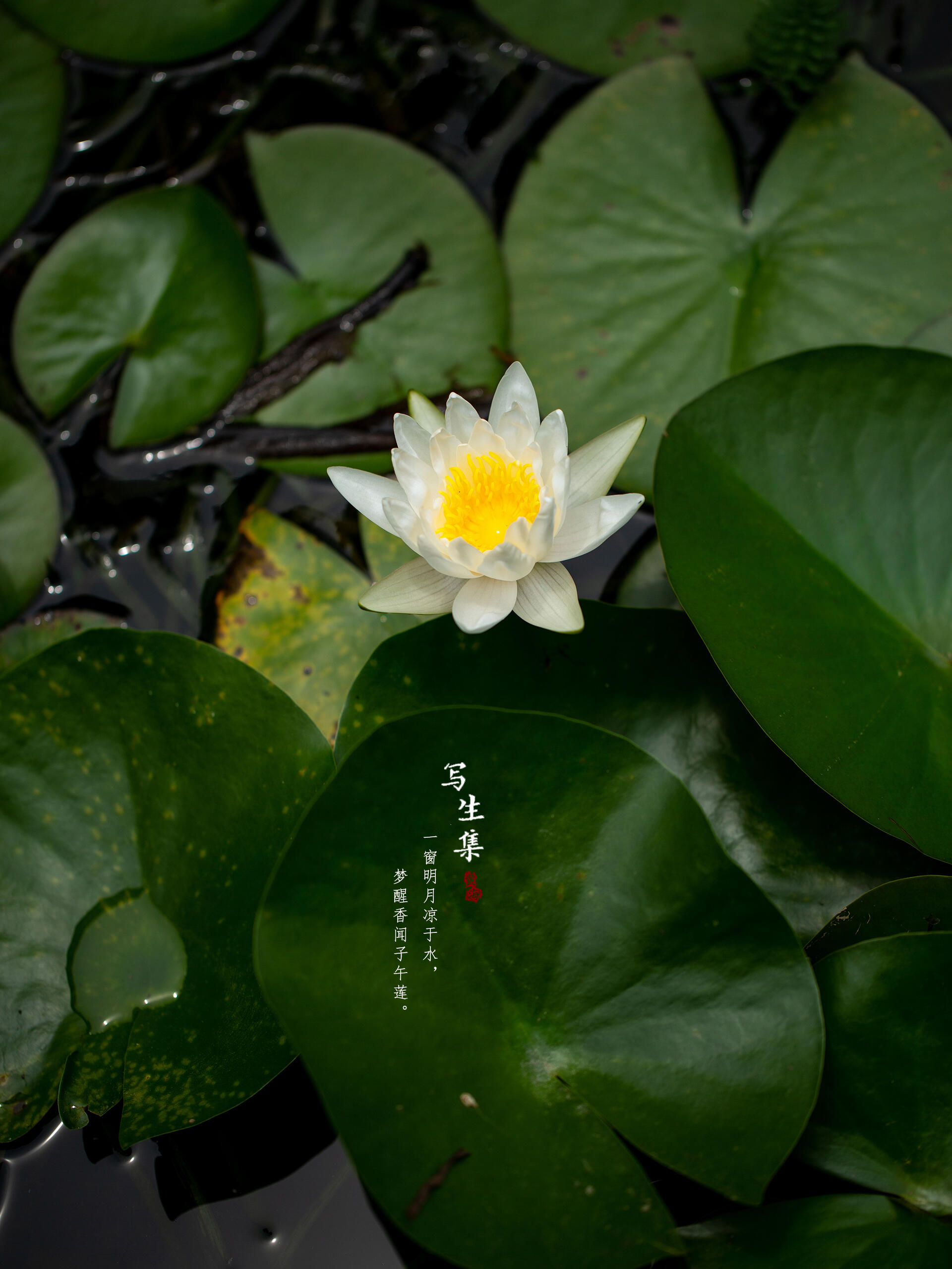 白睡莲|nymphaea alba l