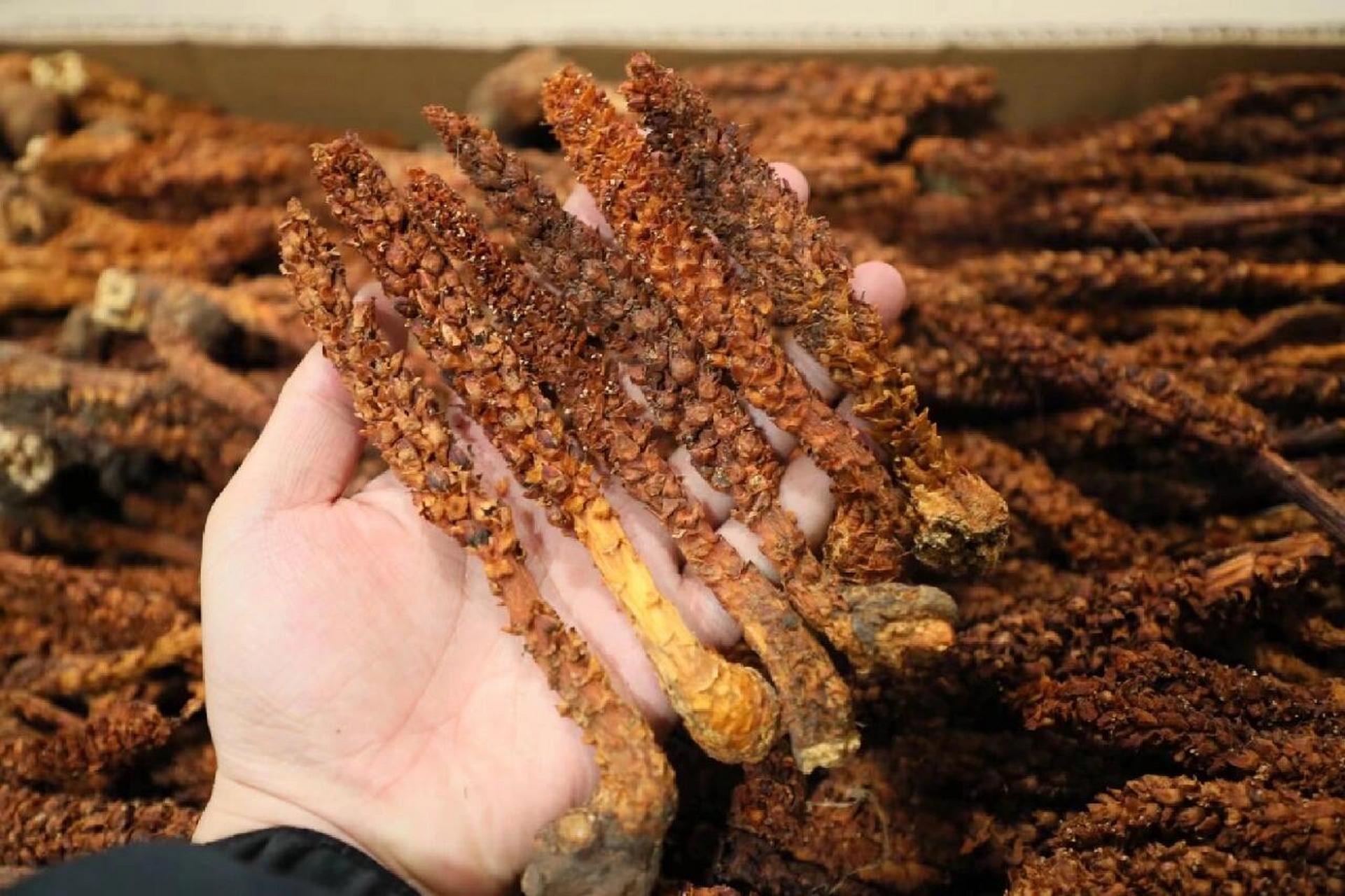 长白山不老草  长白山野生不老草,人们将其视为长生不老的"神草",所以