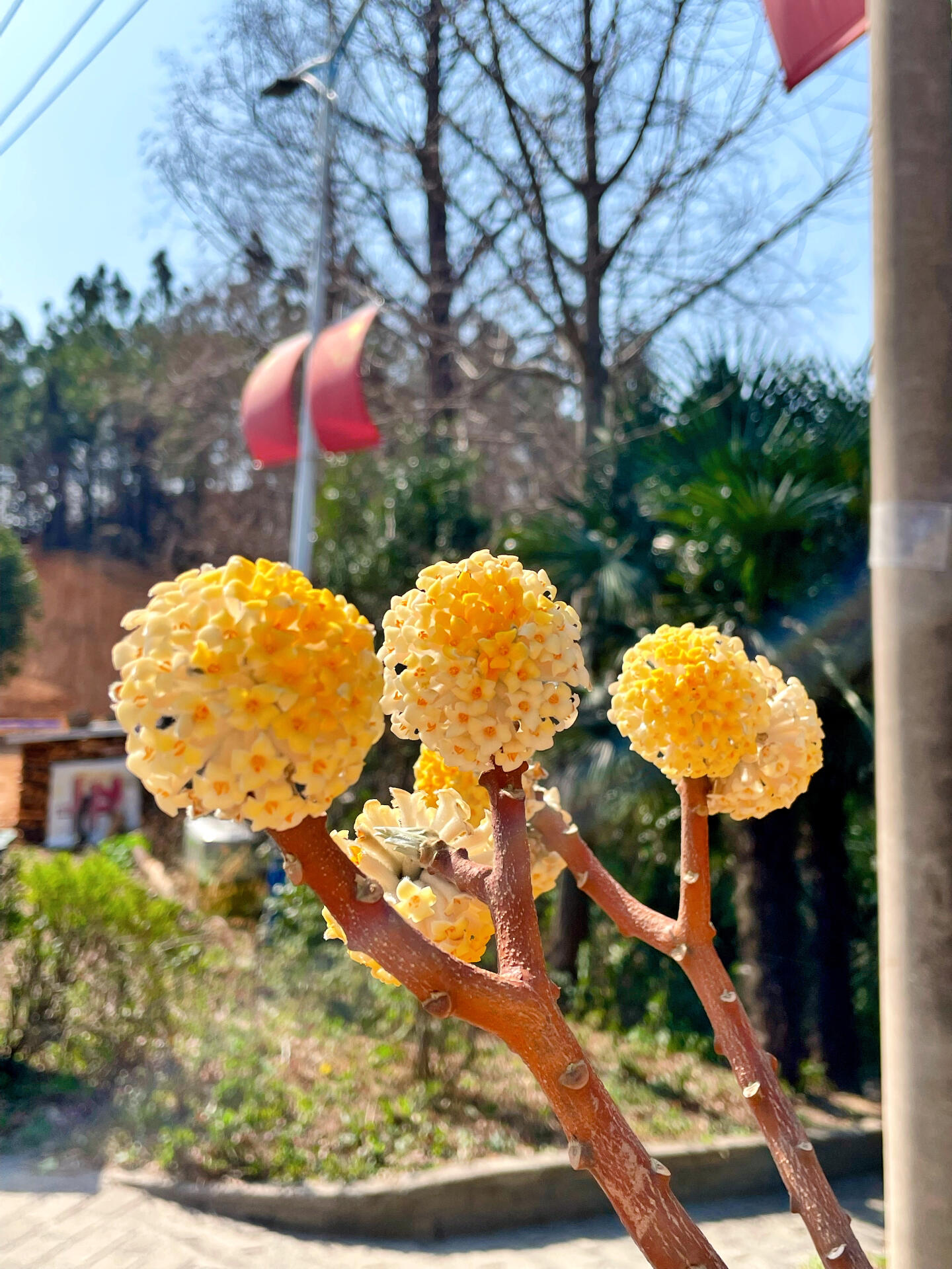 喜结连理植物图片