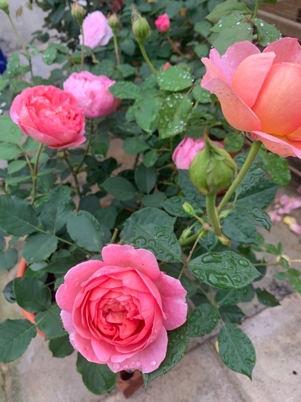 漂亮的月季都是带刺的 慷慨的园丁 boscobel 夏洛特夫人 奥利维亚&不