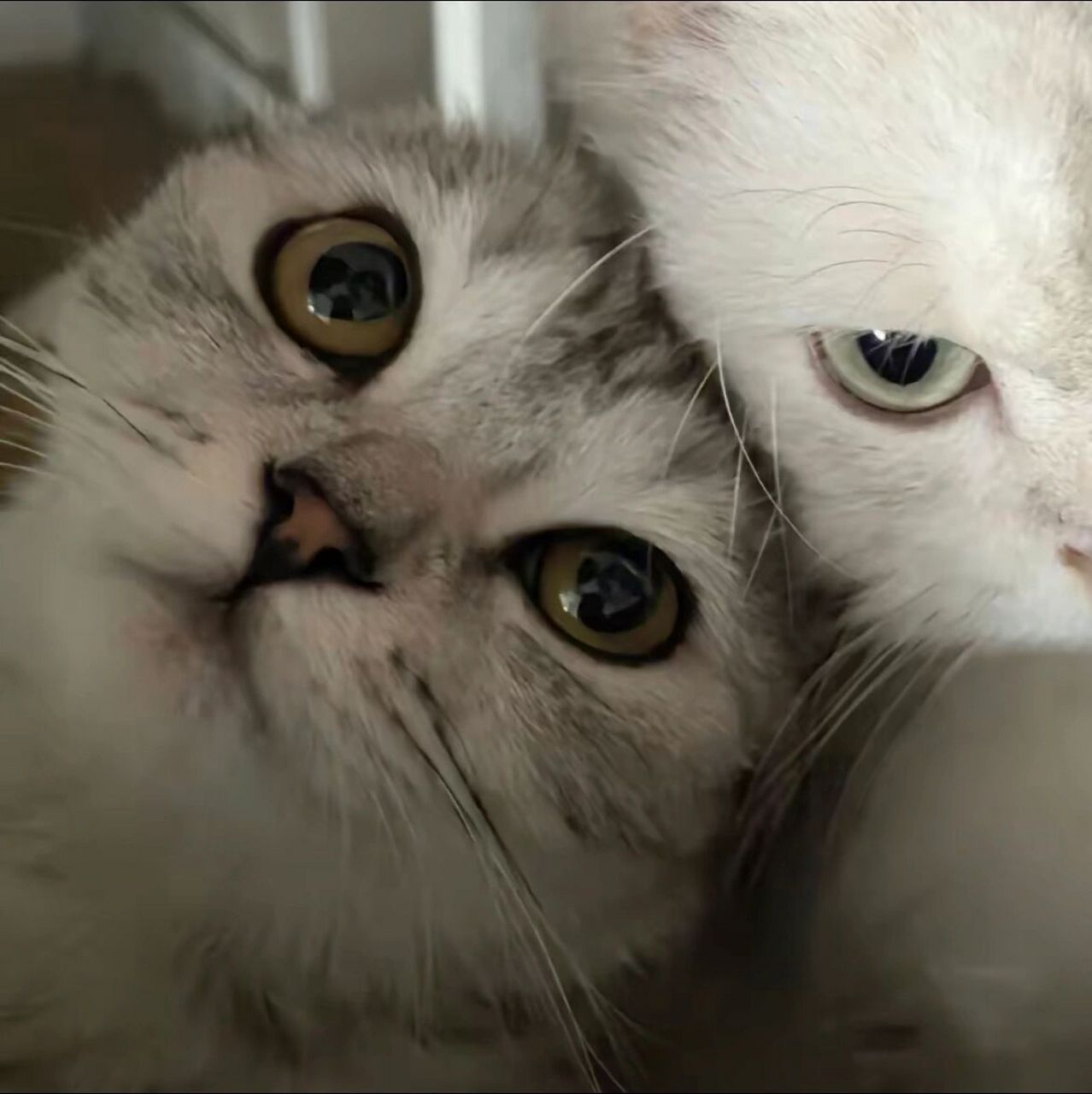 猫咪情头