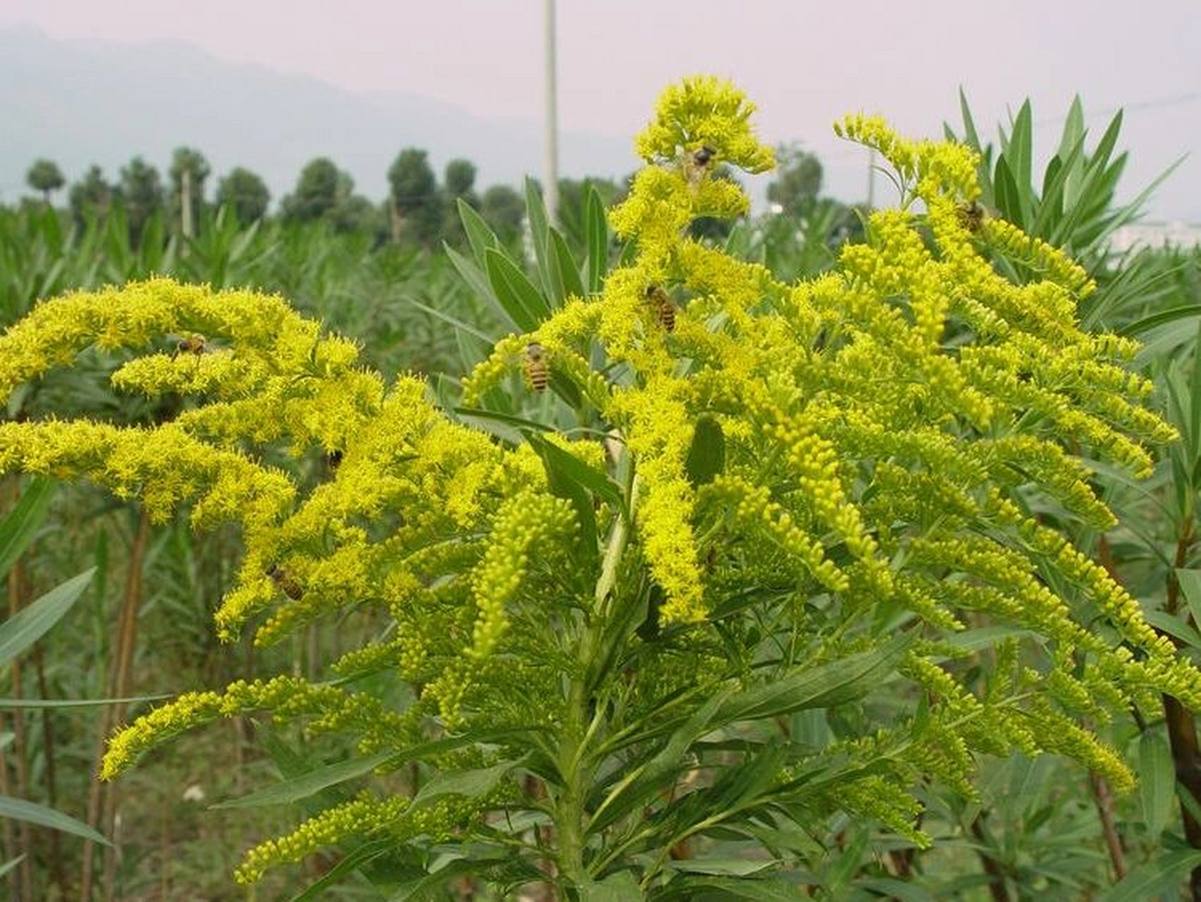 开黄花的植物药材图片