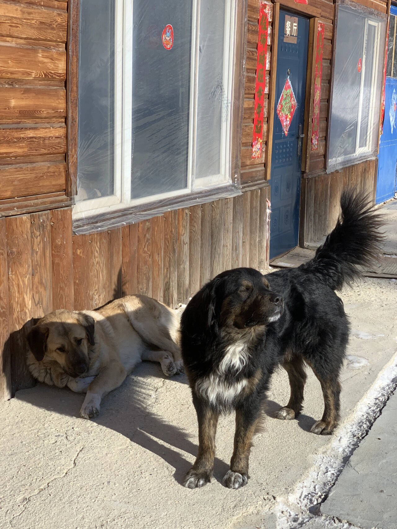 东北大笨狗老帅了 漠河当地的犬种95猛一看体型跟藏獒一样,看脸吧又
