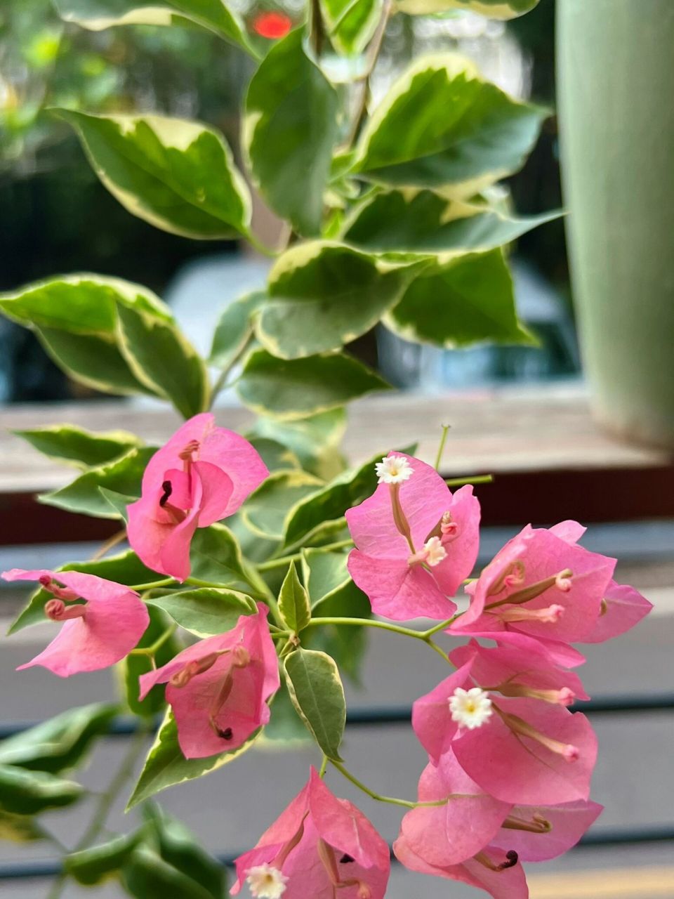 三角梅# #蜡染粉