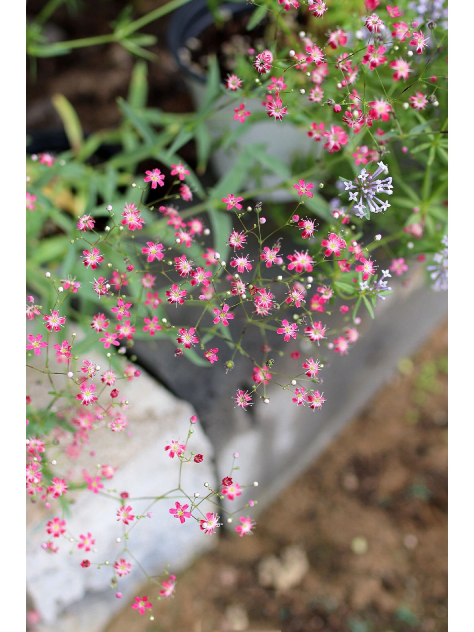 粉花满天星"柯米西娜" 去年被种草的一款粉红色单瓣满天星!