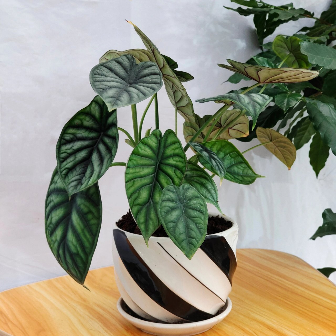 龙鳞海芋93(养护和注意事项) 养护方法和注意事项 1,土壤配制 龙鳞