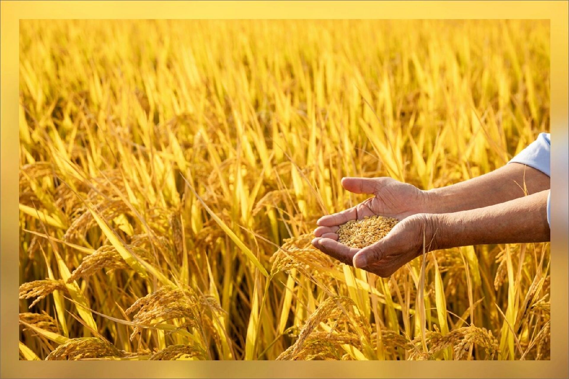 丰收季,庄稼成熟了| 秋日摄影 声声布谷舞丰畴, 庄户开镰喜麦收.