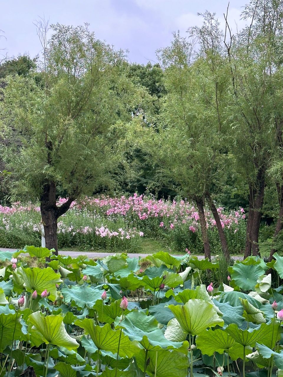 枫泾花开海上生态园图片