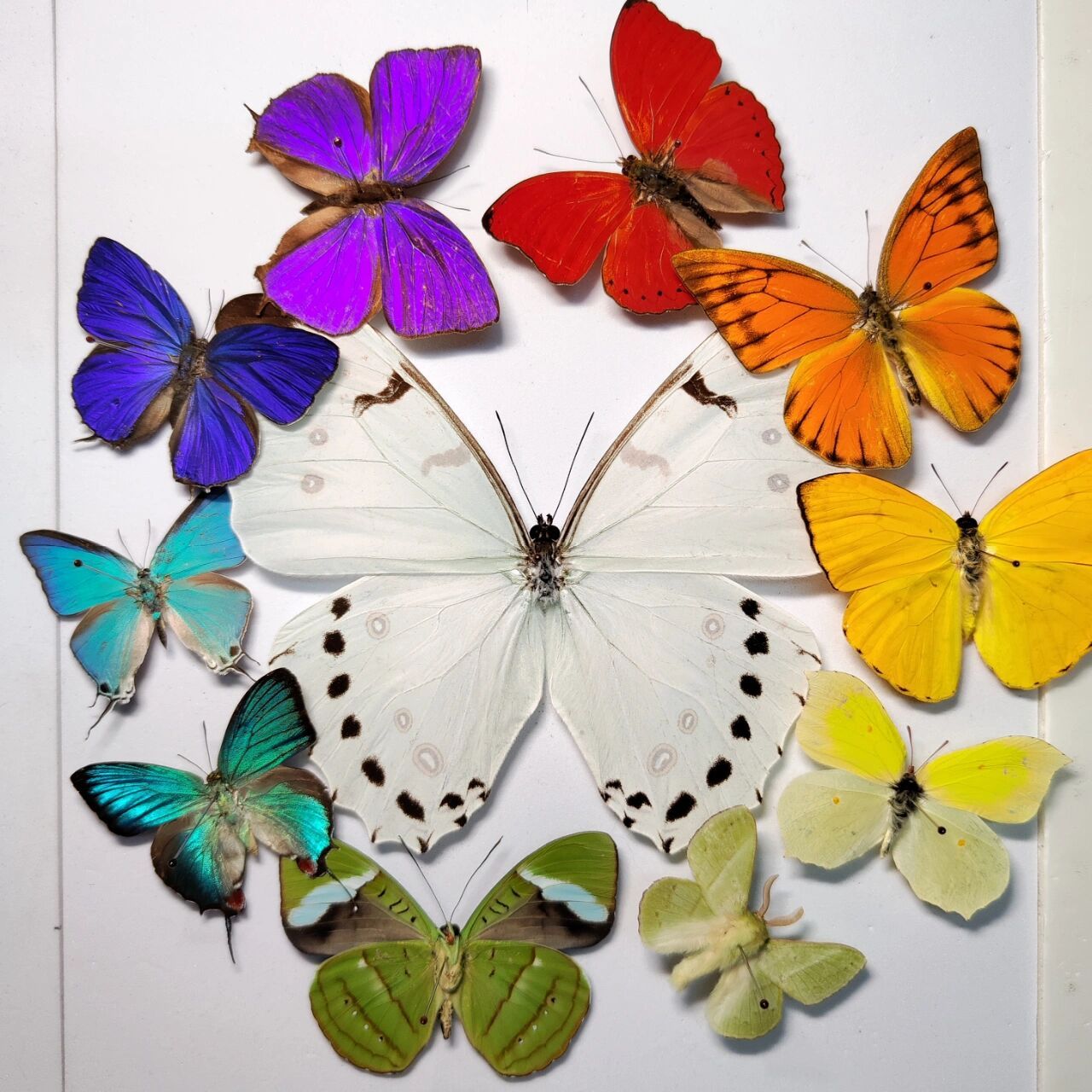 蝴蝶可以有多少种颜色 答案是整个色相环,还有一个乱入的蛾子 从红色