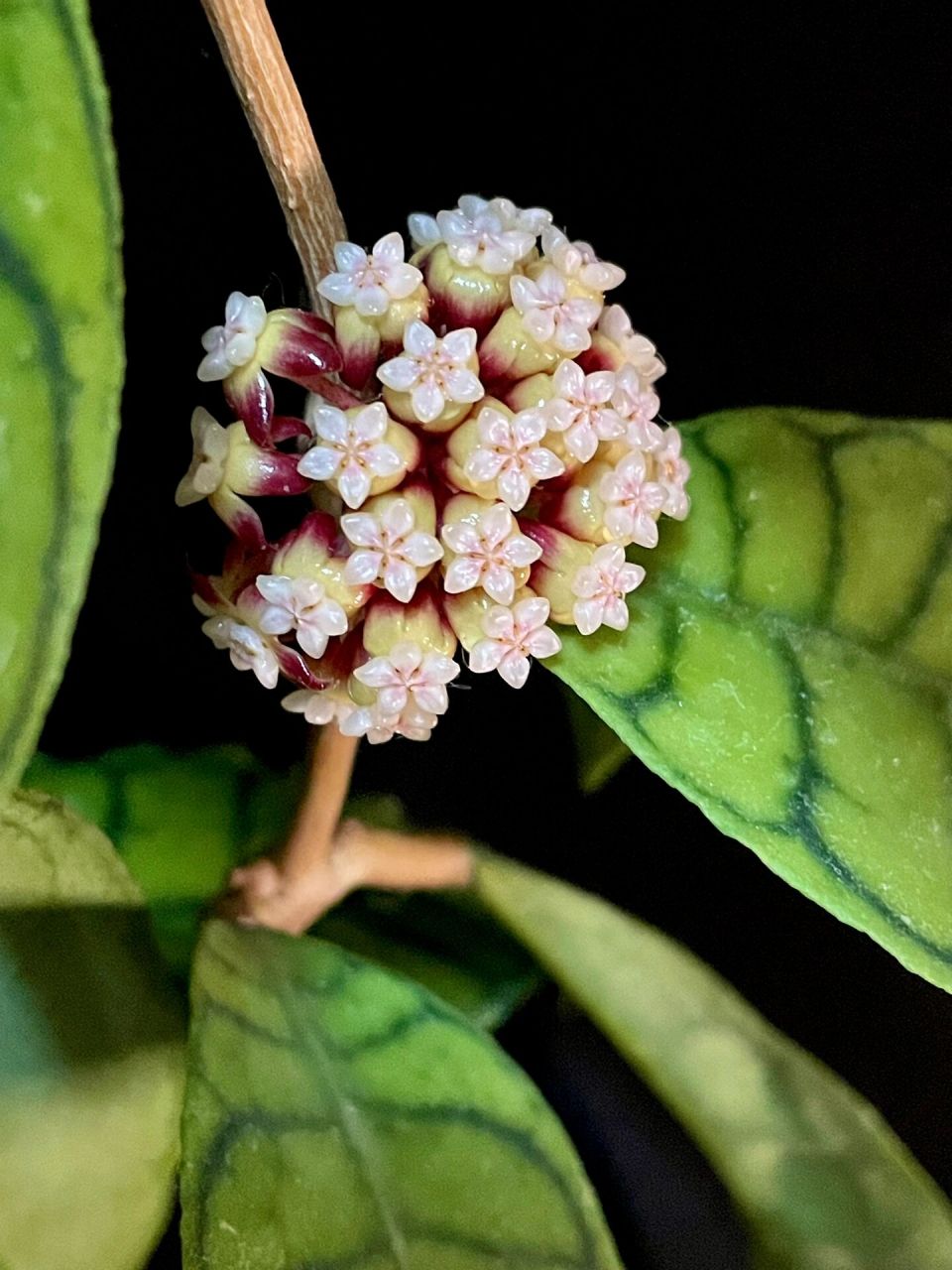 淡味球兰又叫西瓜皮球兰,大苗来时正开,花球不大,有油润的蜡质感,带淡