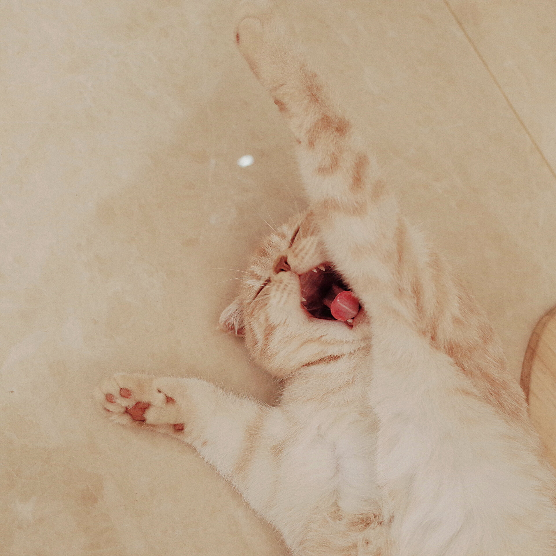 英短小猫咪头像 奶泡也太会看镜头了呜呜05 老公自从用她当微信头像