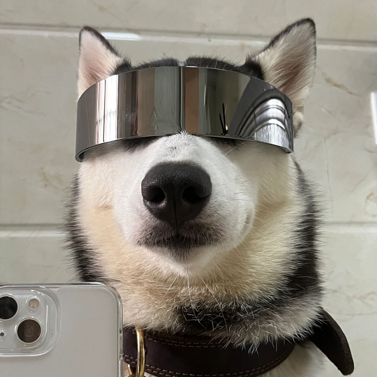 哈士奇情侣头像来咯 哈士奇情侣头像来咯!