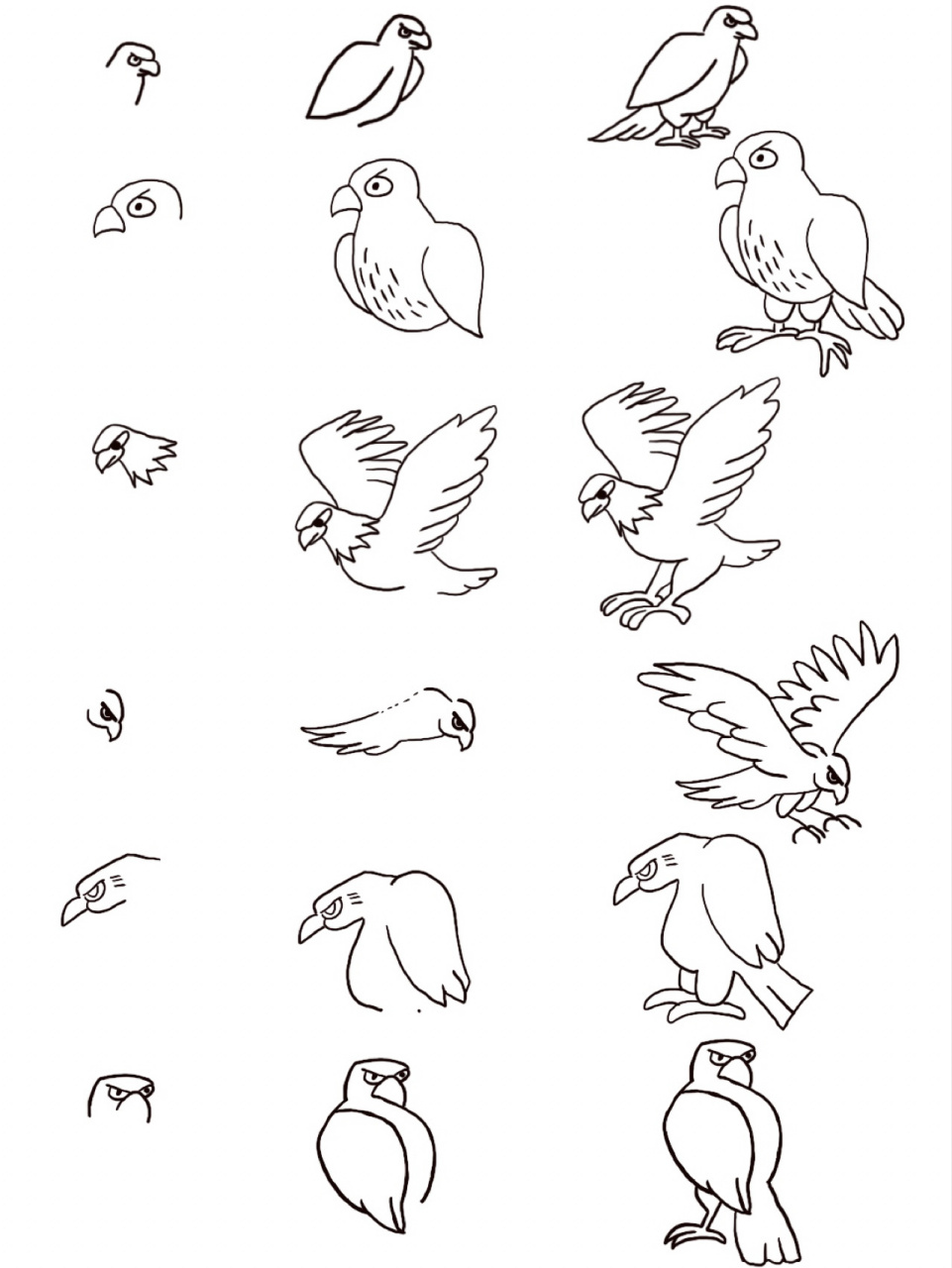黑白简笔画—鹰 —简笔画练习 —知识普及:鹰是肉食动物,会捕捉老鼠