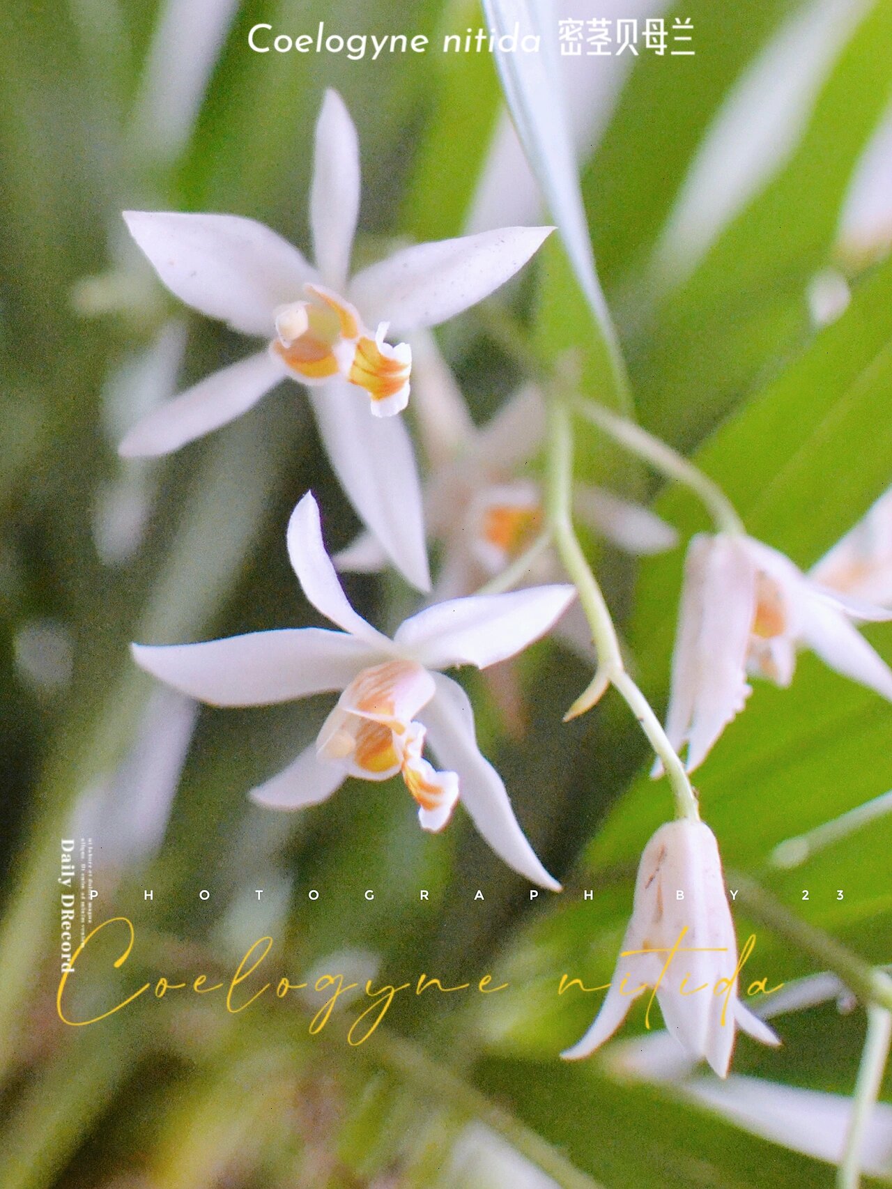 珍奇植物|密茎贝母兰