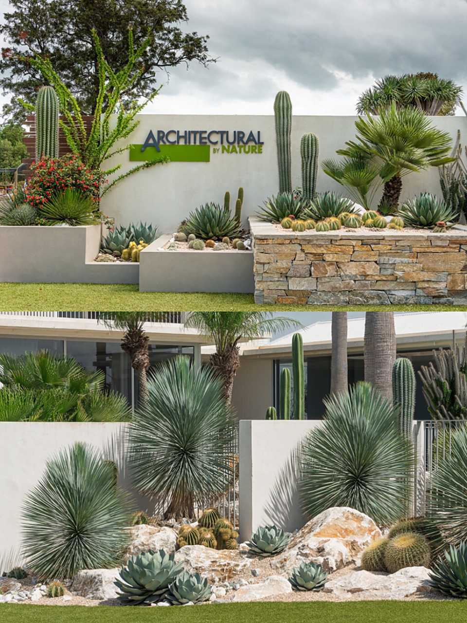 别错过,帮你省钱的沙漠植物造景 低维护低成本的沙生植物造景