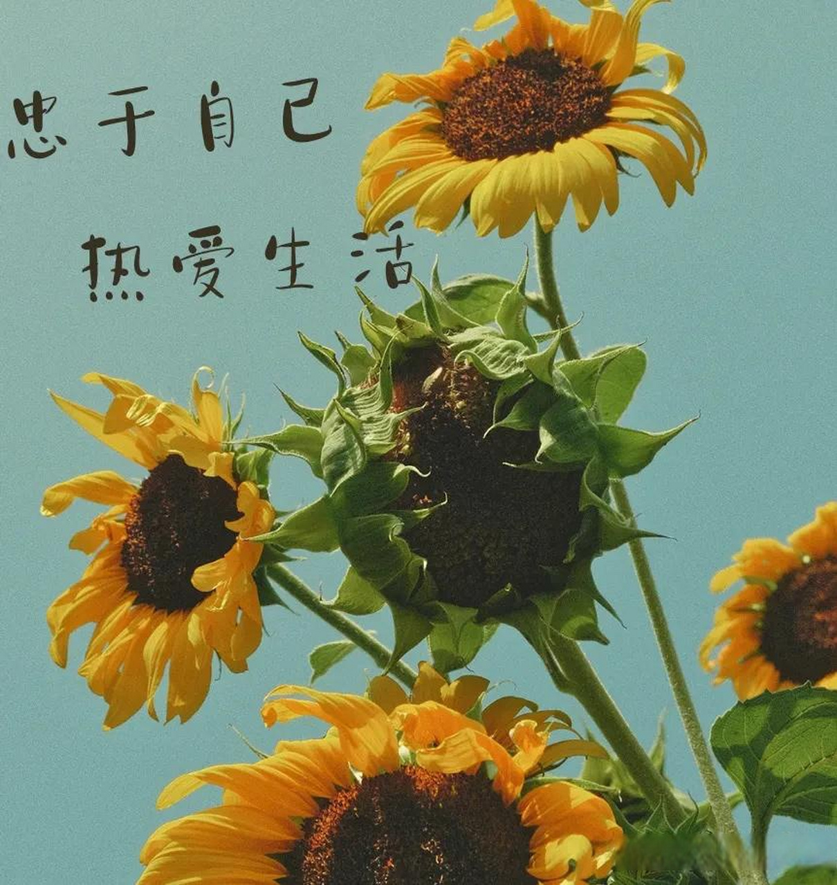 忠于自己 热爱生活 晚安 什么是你最向往的生活 你觉得最好的生活
