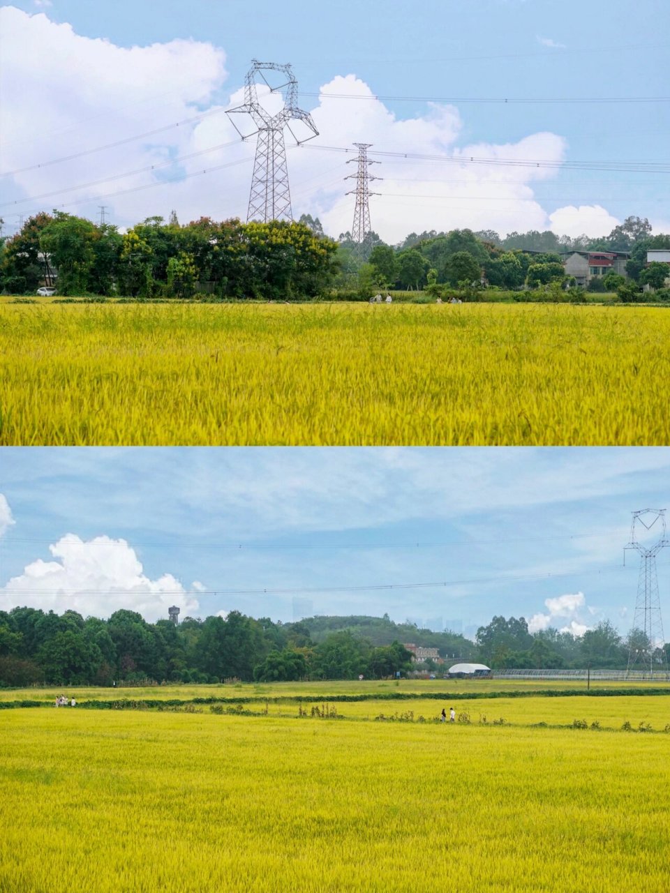 成都小众治愈系稻田《稻香》在这里有了画面!