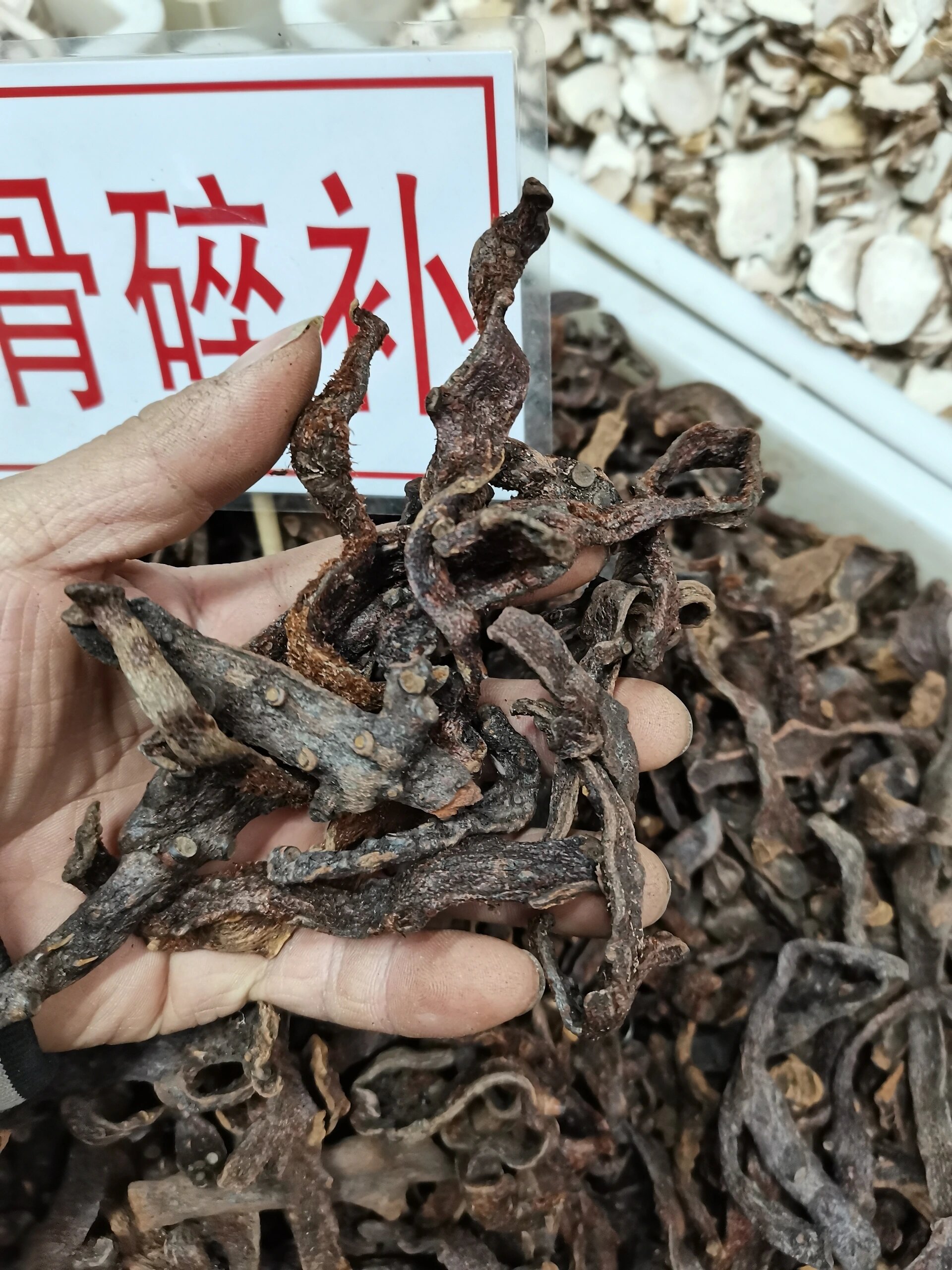 每日一味中药材,骨碎补