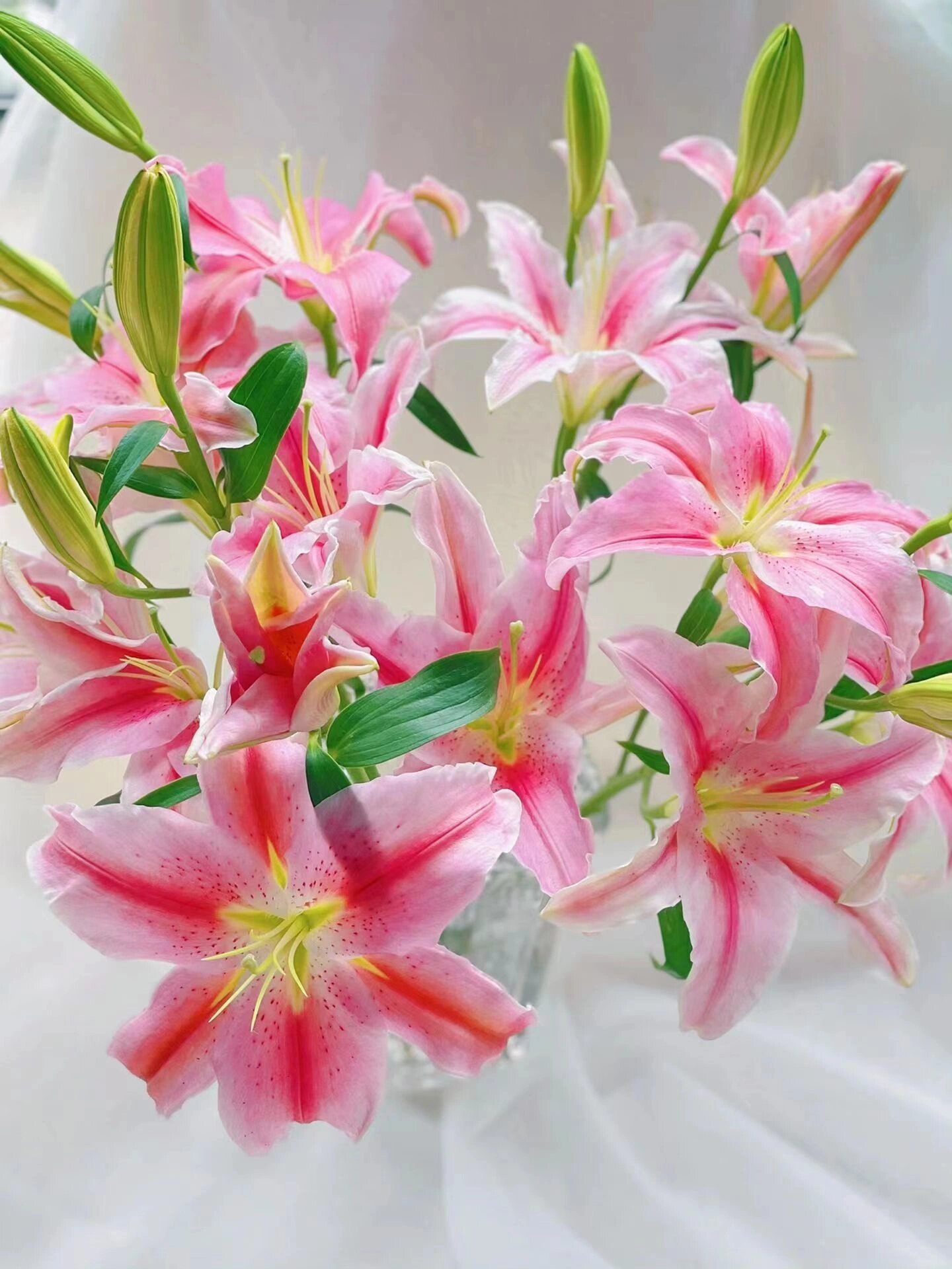 72索邦百合花的花语 圣洁,高雅,百年好合 	 72索邦百合花的