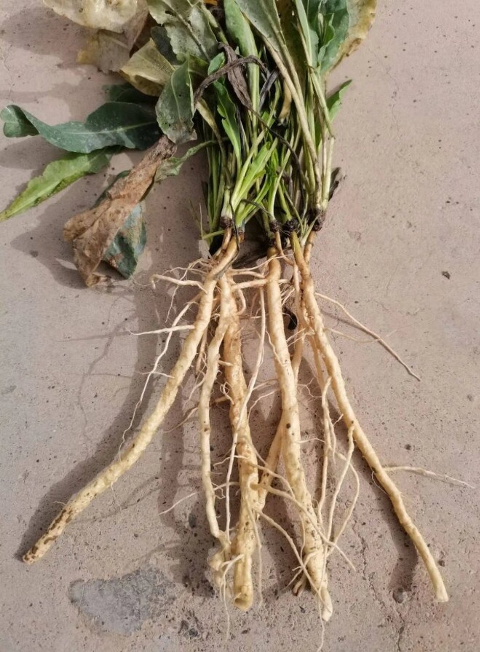 没生病可以喝板蓝根吗?