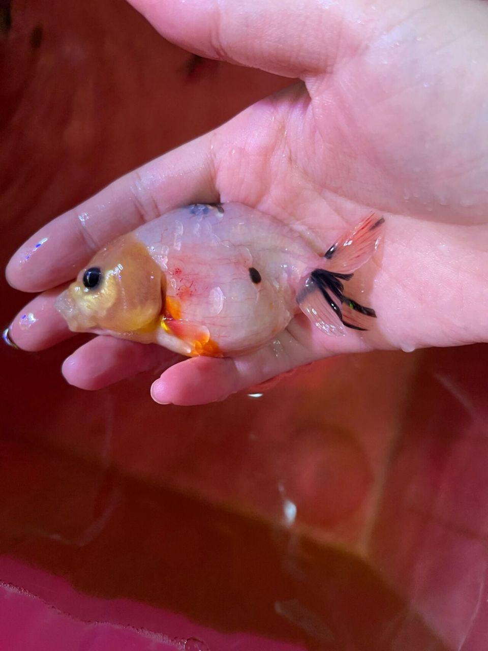 兰寿红血丝77菌腮 坐标徐州,揣着徐州人不骗徐州人的心态,在本地