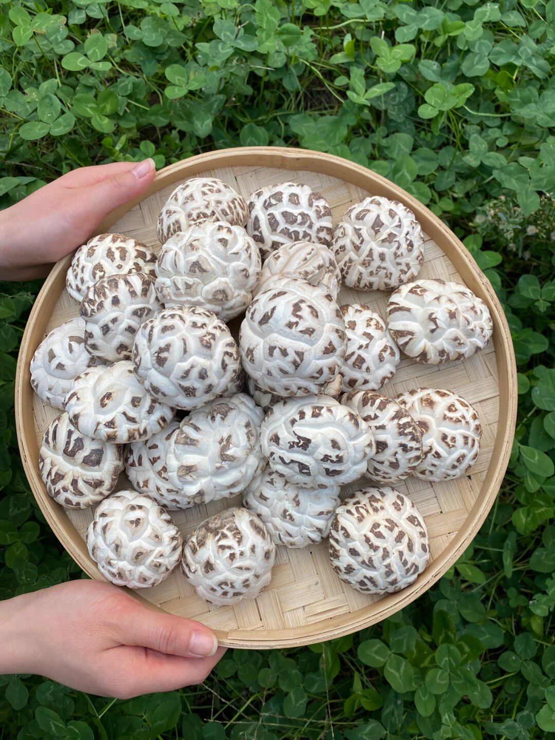 姐妹们,这天白冬花菇家里一定要备上! 花菇届的天花板,朵朵百里挑一!