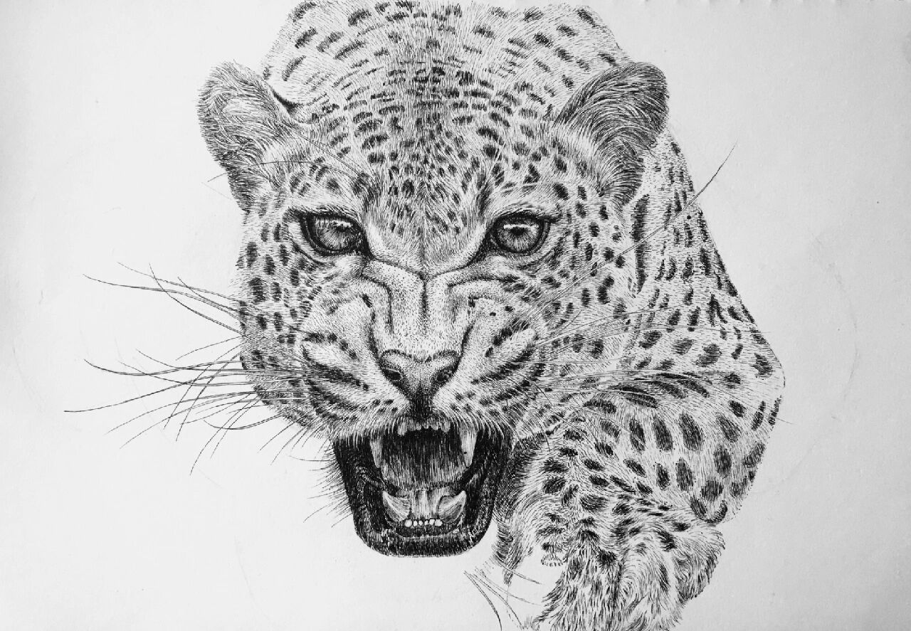 钢笔画 | 动物系列(猎豹)