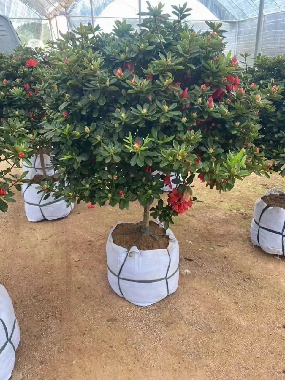 原生精品丹东红杜鹃 杜鹃 原生大颗精品丹东红