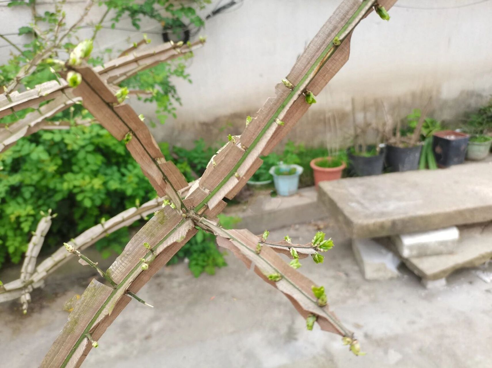 卫矛别名:鬼箭羽 别名:鬼箭羽,鬼箭,六月凌,四面锋 花期:5～6月 功效