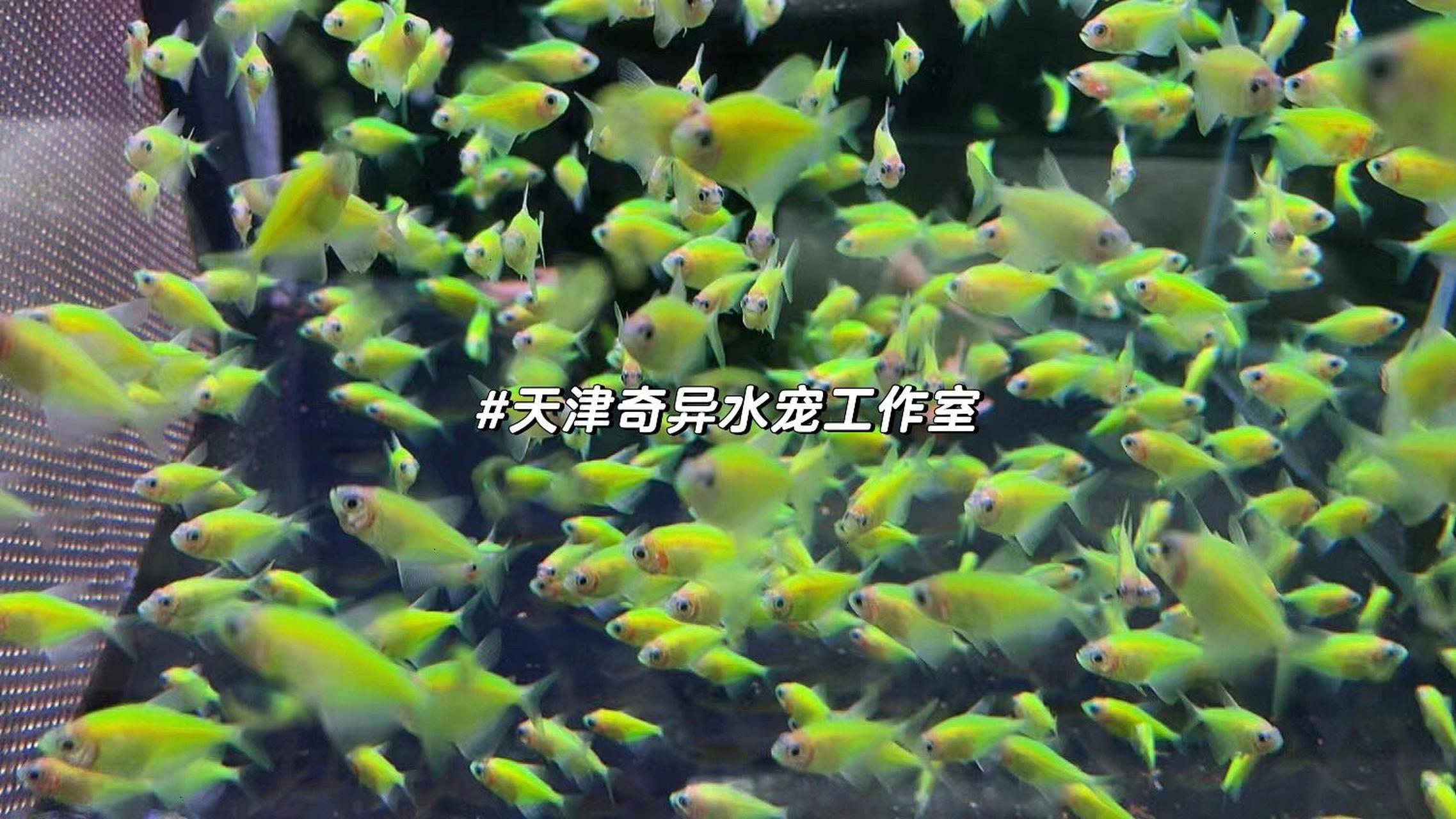 比乌龟还好养的热带鱼天使鱼关键好评还平价 五彩缤纷的天使鱼 超好养