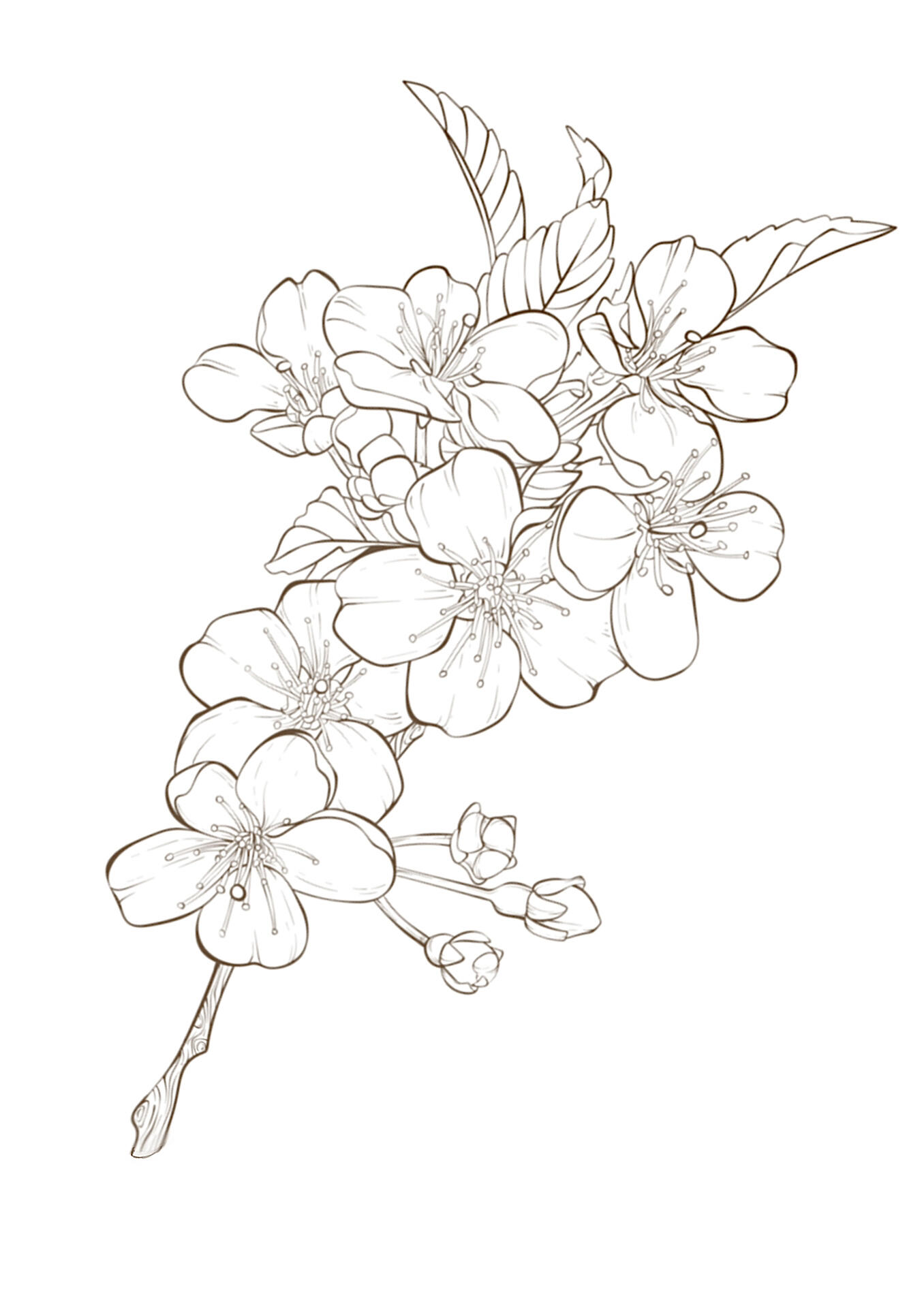 94桃花线稿|零基础学插画 植物线稿 花素材