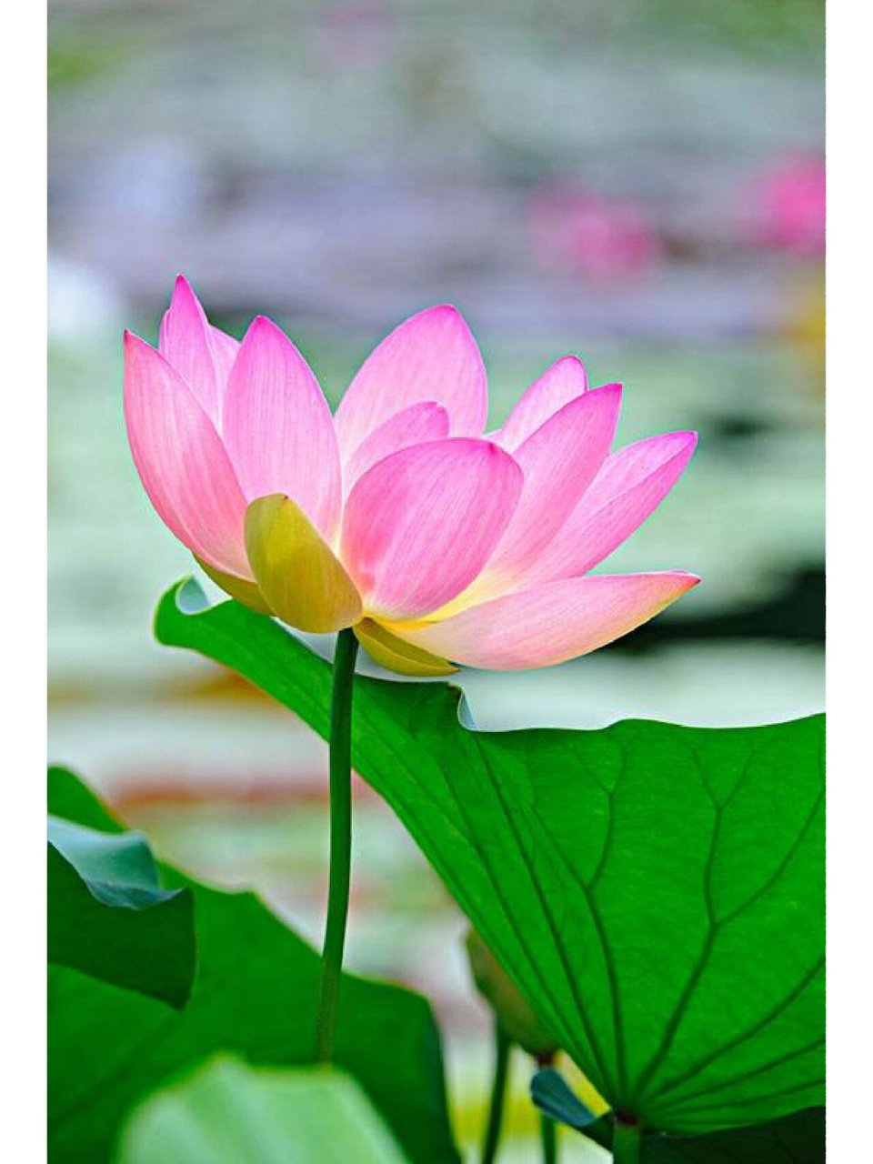 荷花美图 出淤泥而不染